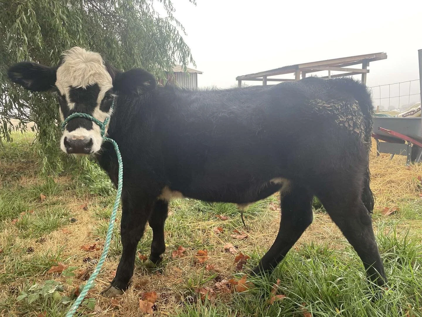 Eugene Livestock Auction