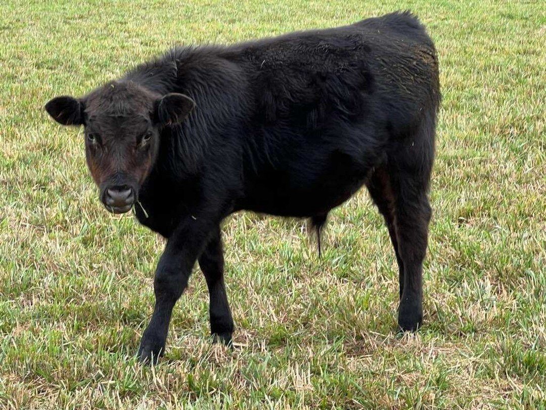 Eugene Livestock Auction
