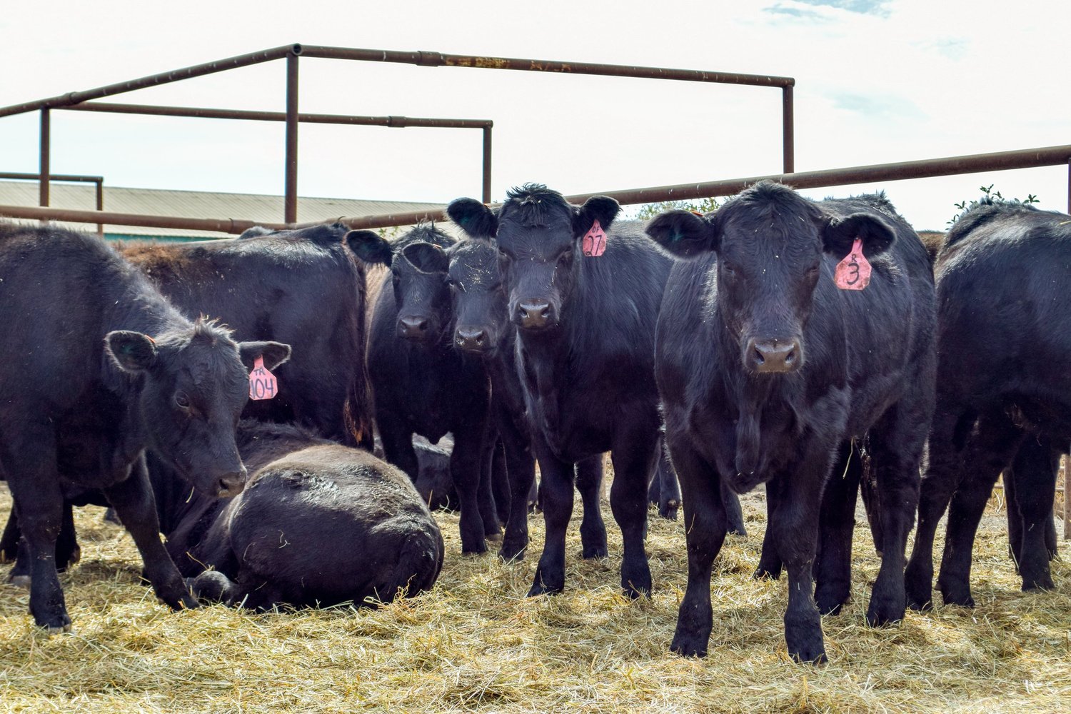 Eugene Livestock Auction
