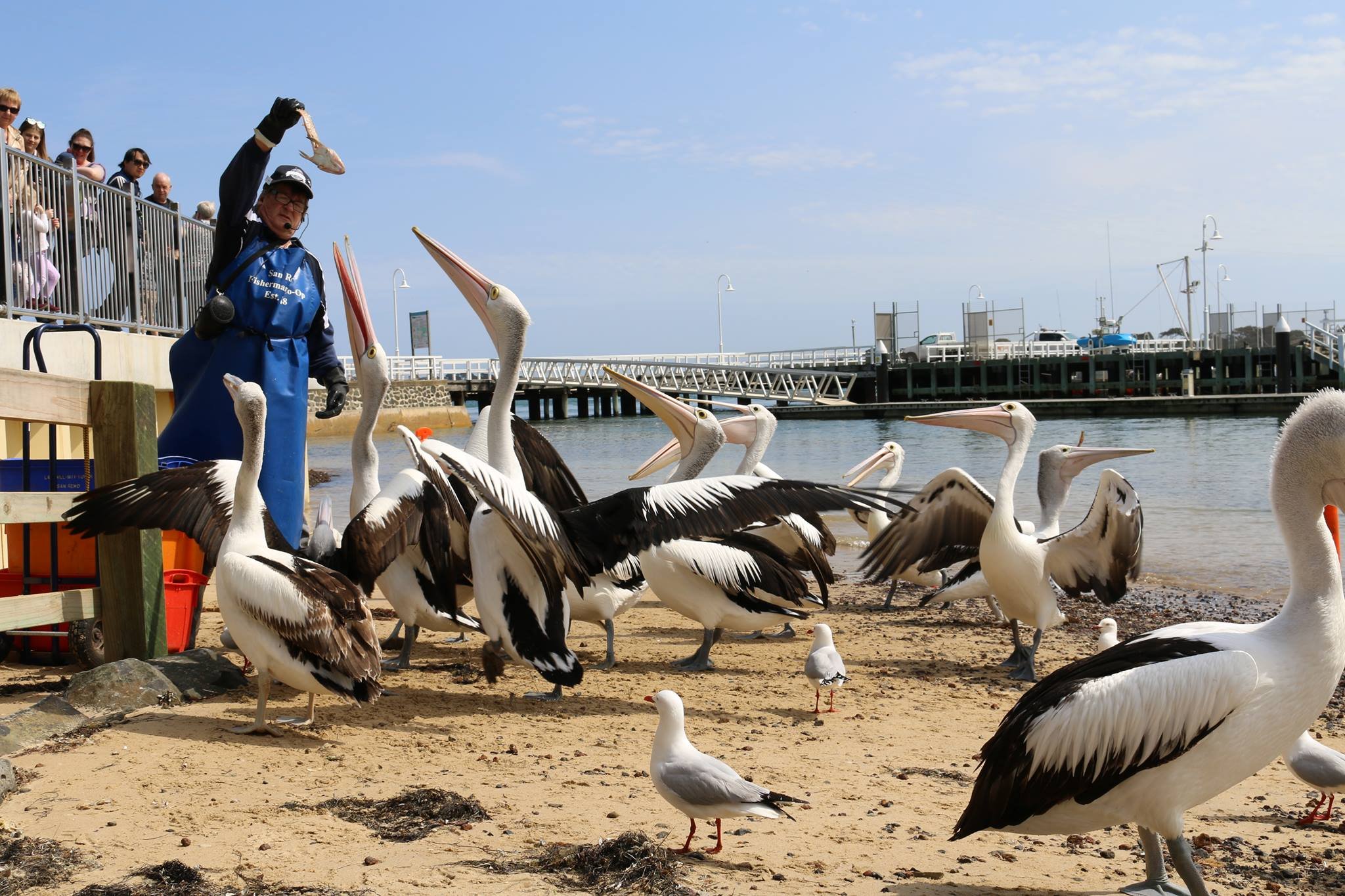 Pelican feeding.jpg