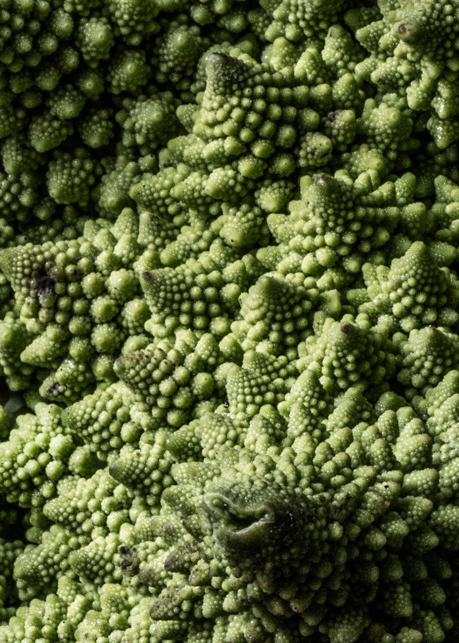 KATIE QUINN PHOTOGRAPHY_SYDNEY_VEGETABLE PHOTOS-5.jpg