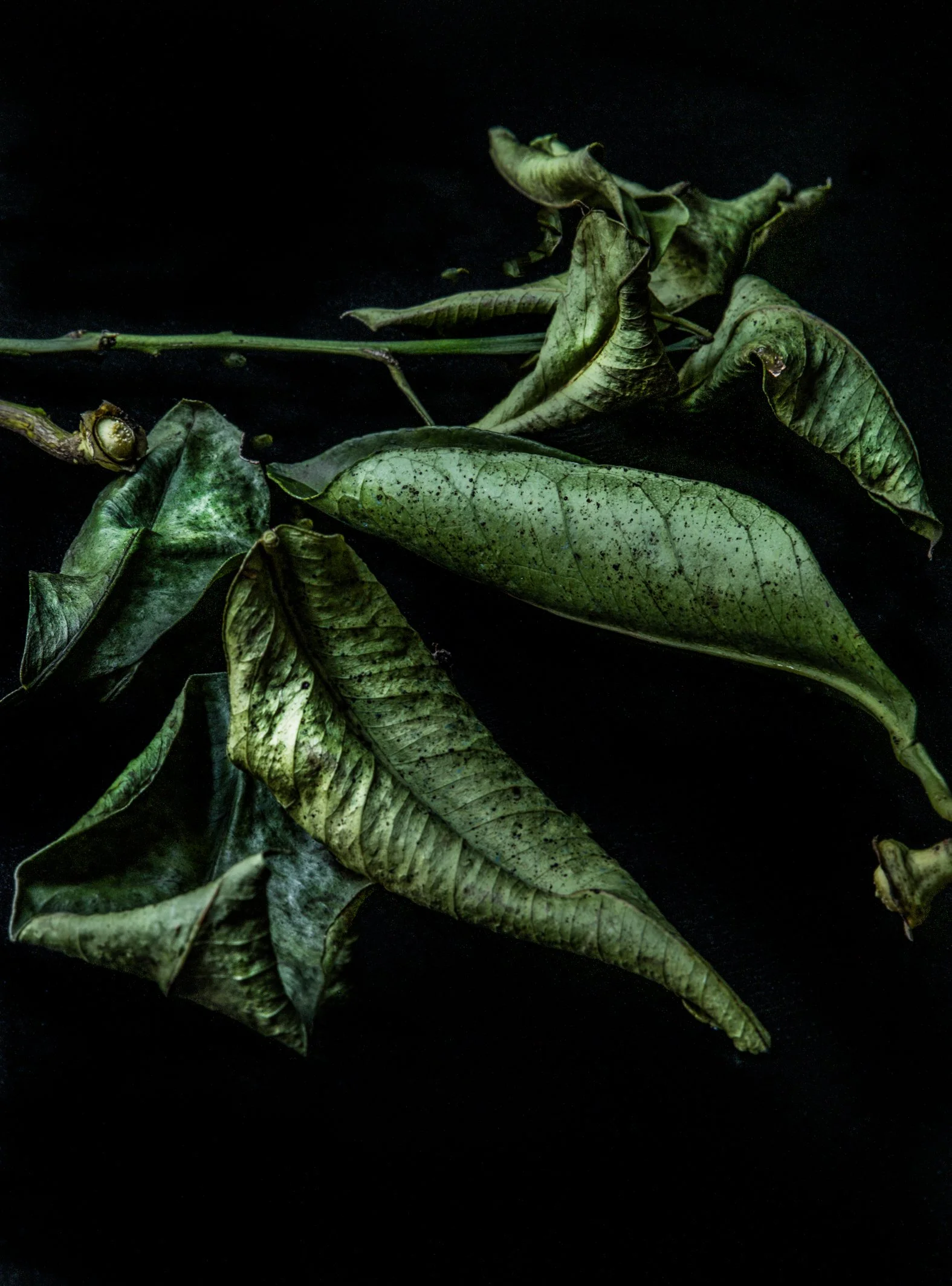 KATIE QUINN PHOTOGRAPHY_SYDNEY_VEGETABLE PHOTOS-10.jpg