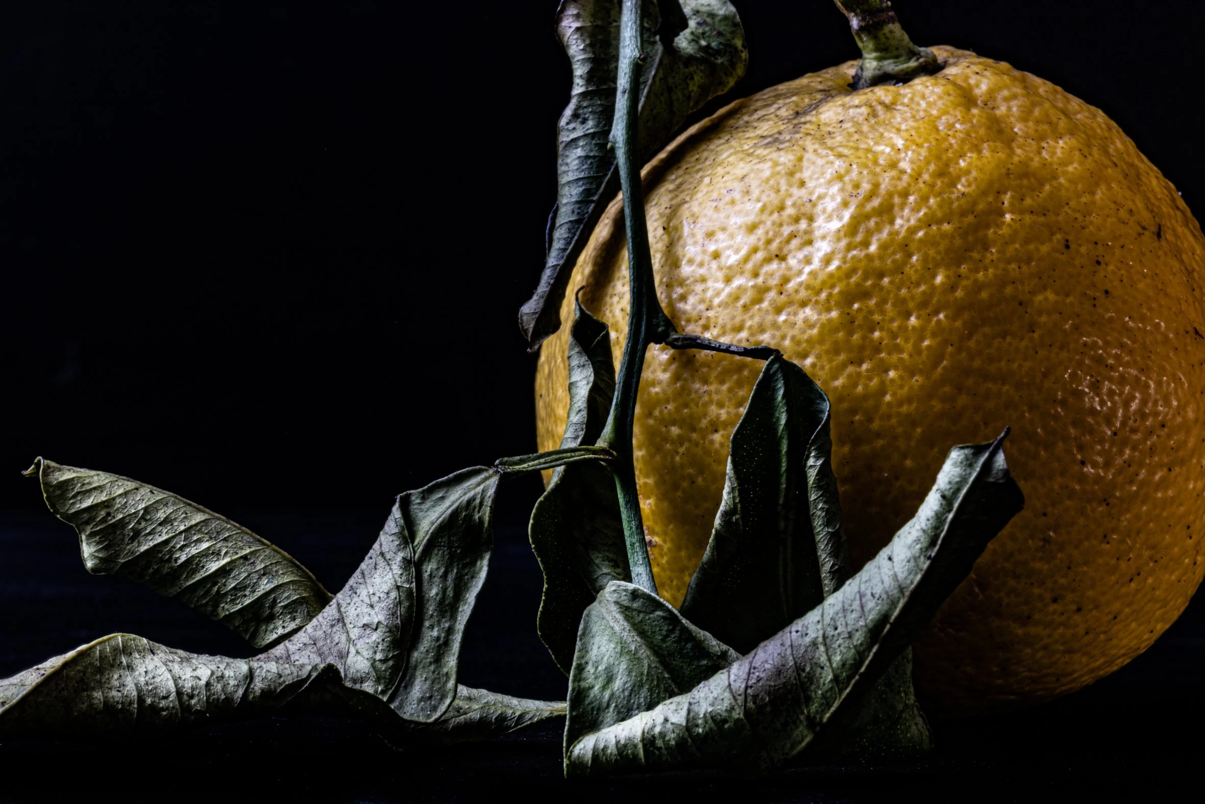 KATIE QUINN PHOTOGRAPHY_SYDNEY_VEGETABLE PHOTOS-11.jpg