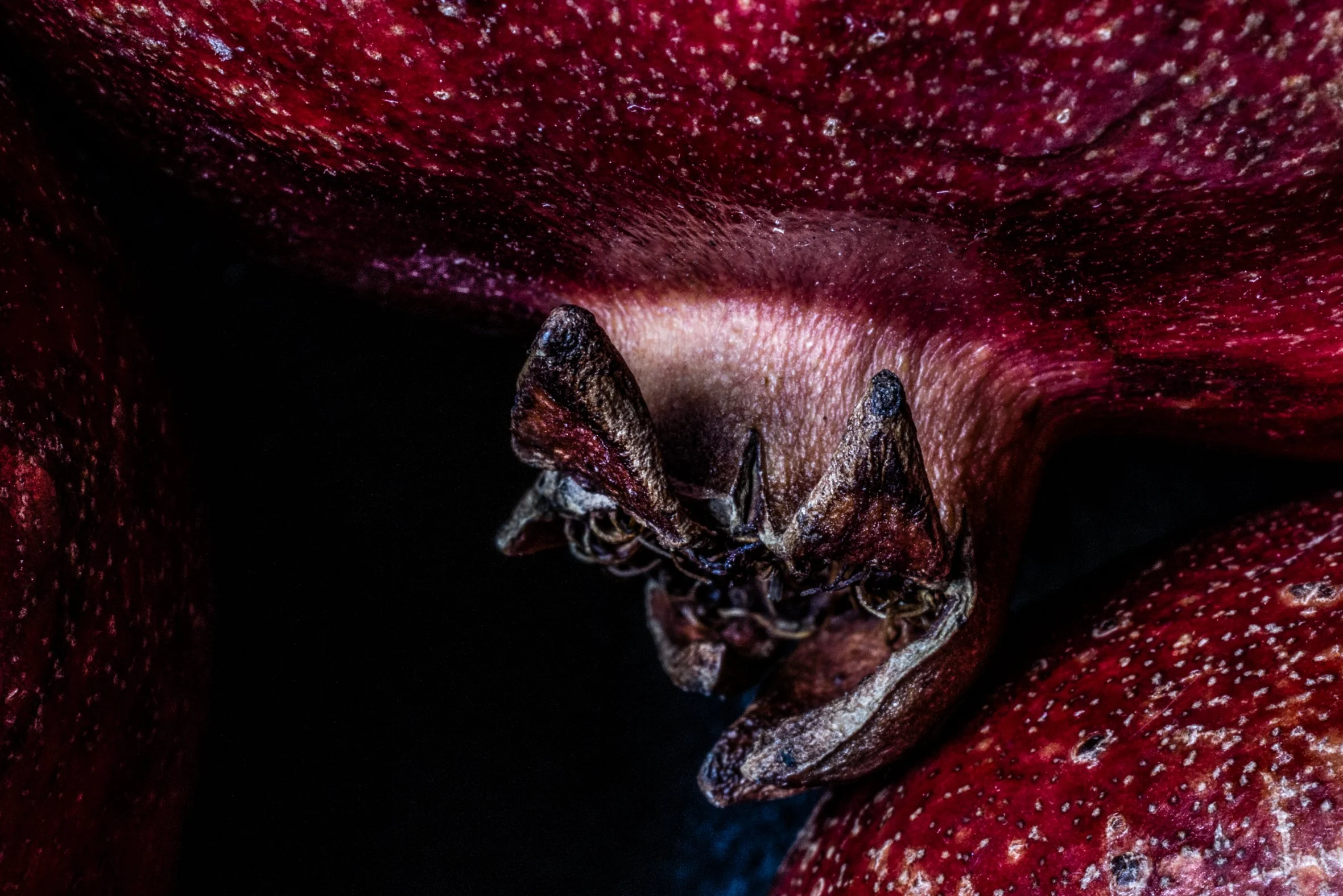 KATIE QUINN PHOTOGRAPHY_SYDNEY_VEGETABLE PHOTOS-21.jpg