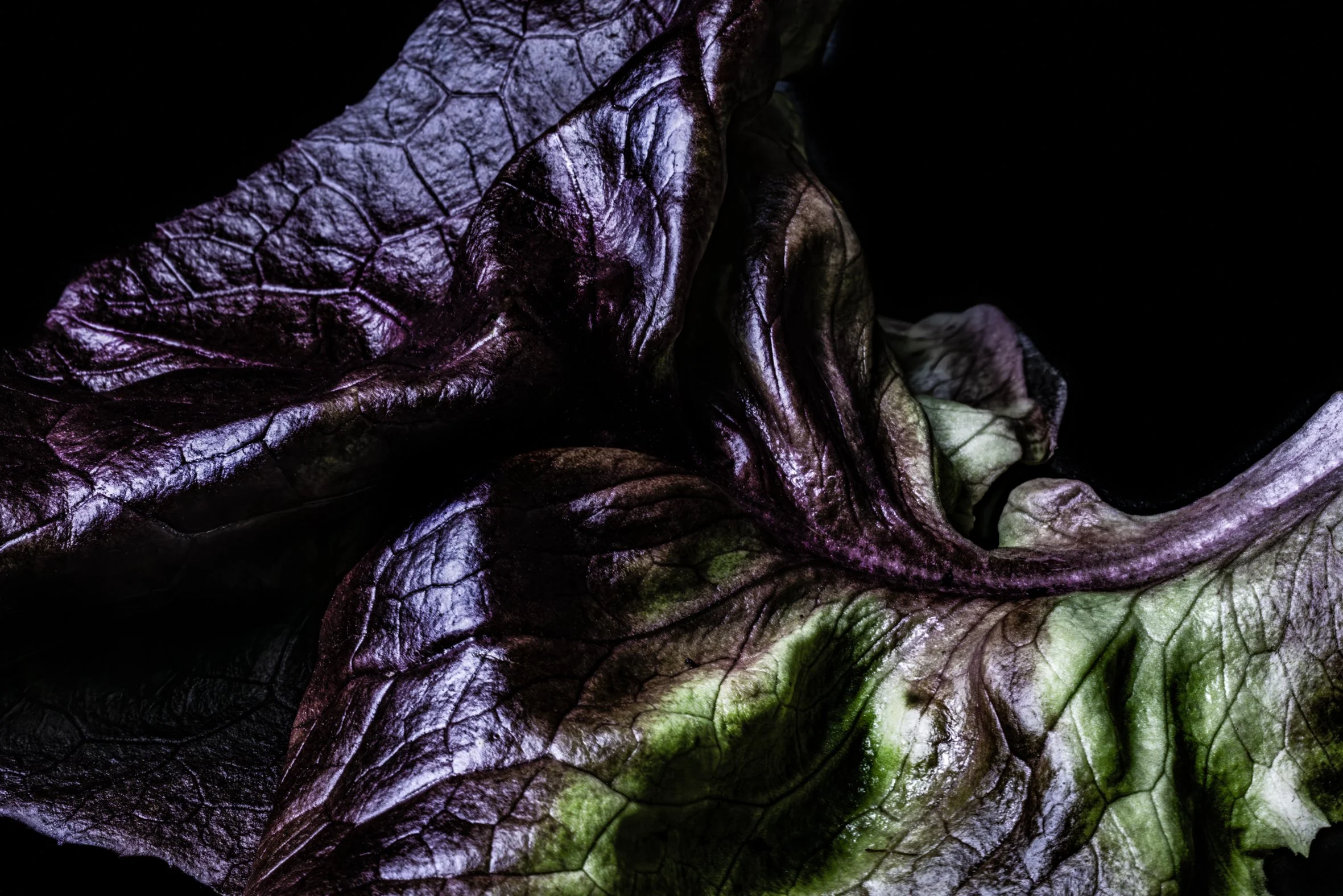 KATIE QUINN PHOTOGRAPHY_SYDNEY_VEGETABLE PHOTOS-27.jpg