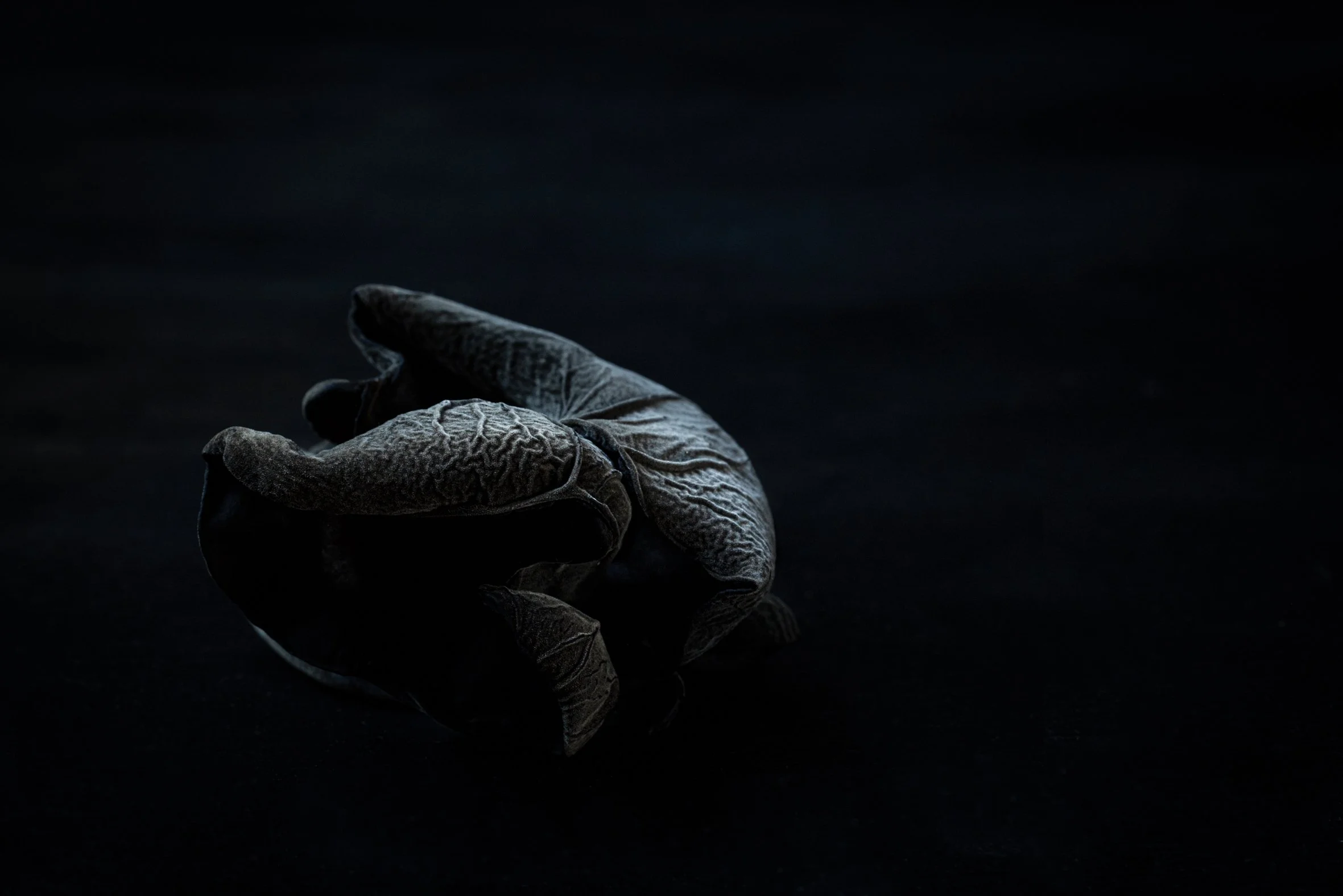 KATIE QUINN PHOTOGRAPHY_SYDNEY_VEGETABLE PHOTOS-4-2.jpg