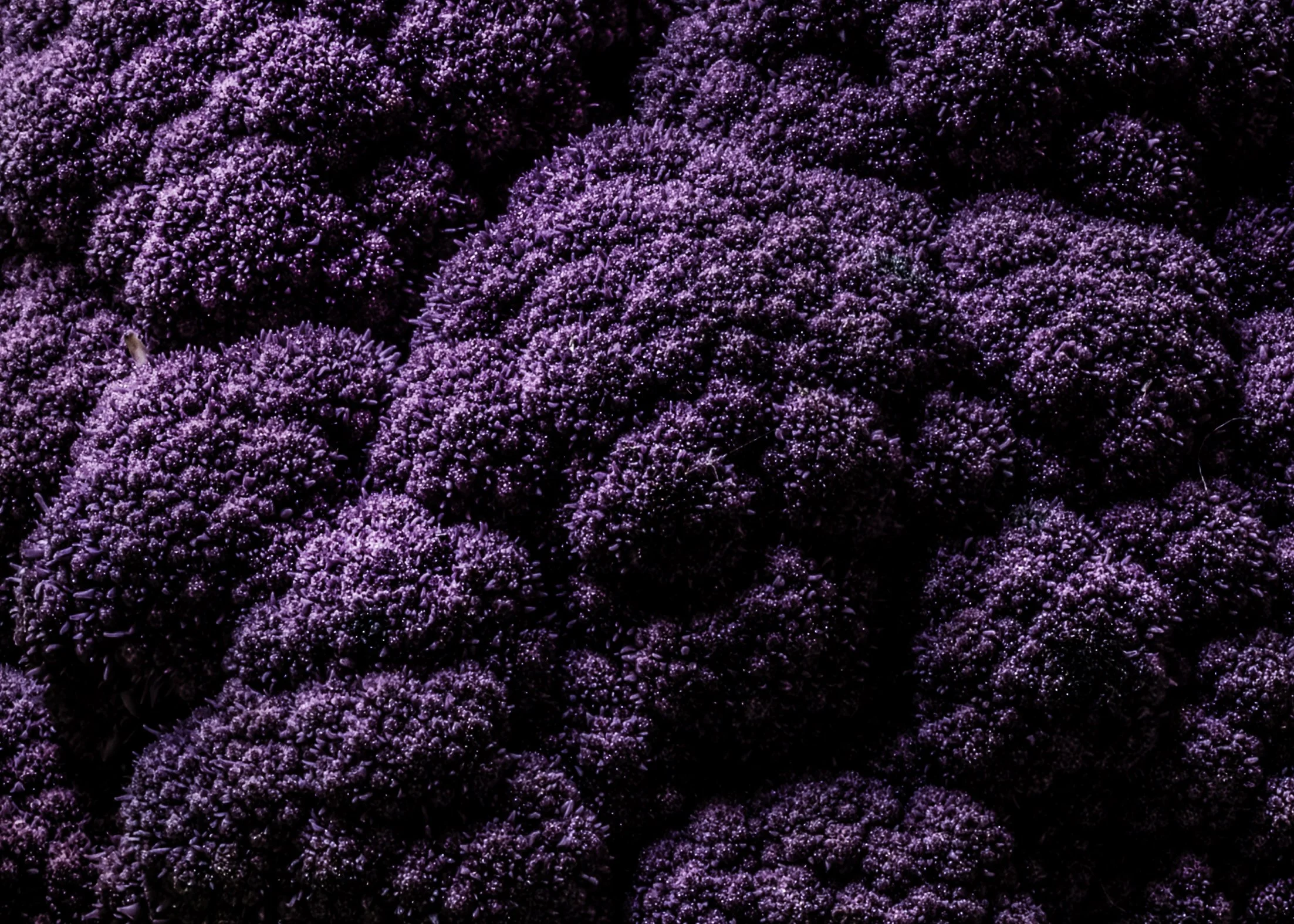 KATIE QUINN PHOTOGRAPHY_SYDNEY_VEGETABLE PHOTOS-1.jpg