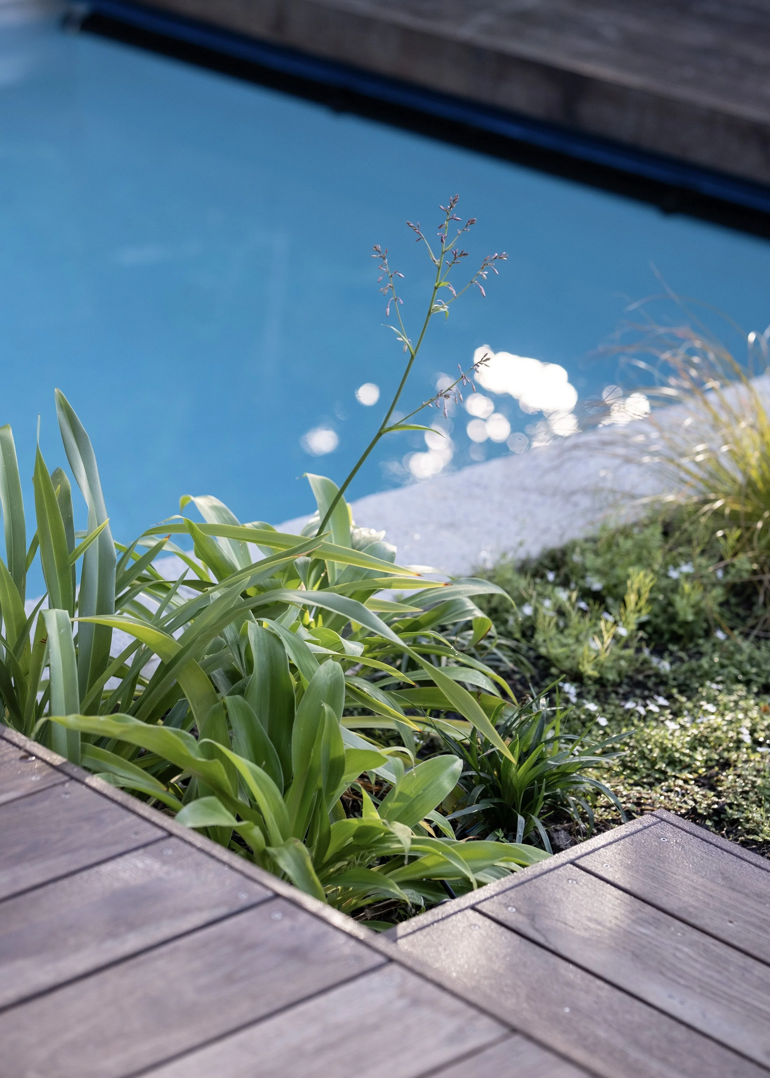 Close-up of green plants growing next to a wooden deck near a swimming pool, with sunlight reflecting on the water. Existing pool refurbishment Built by ESC outdoor living swimming pool builders. Auckland. skilled builders
