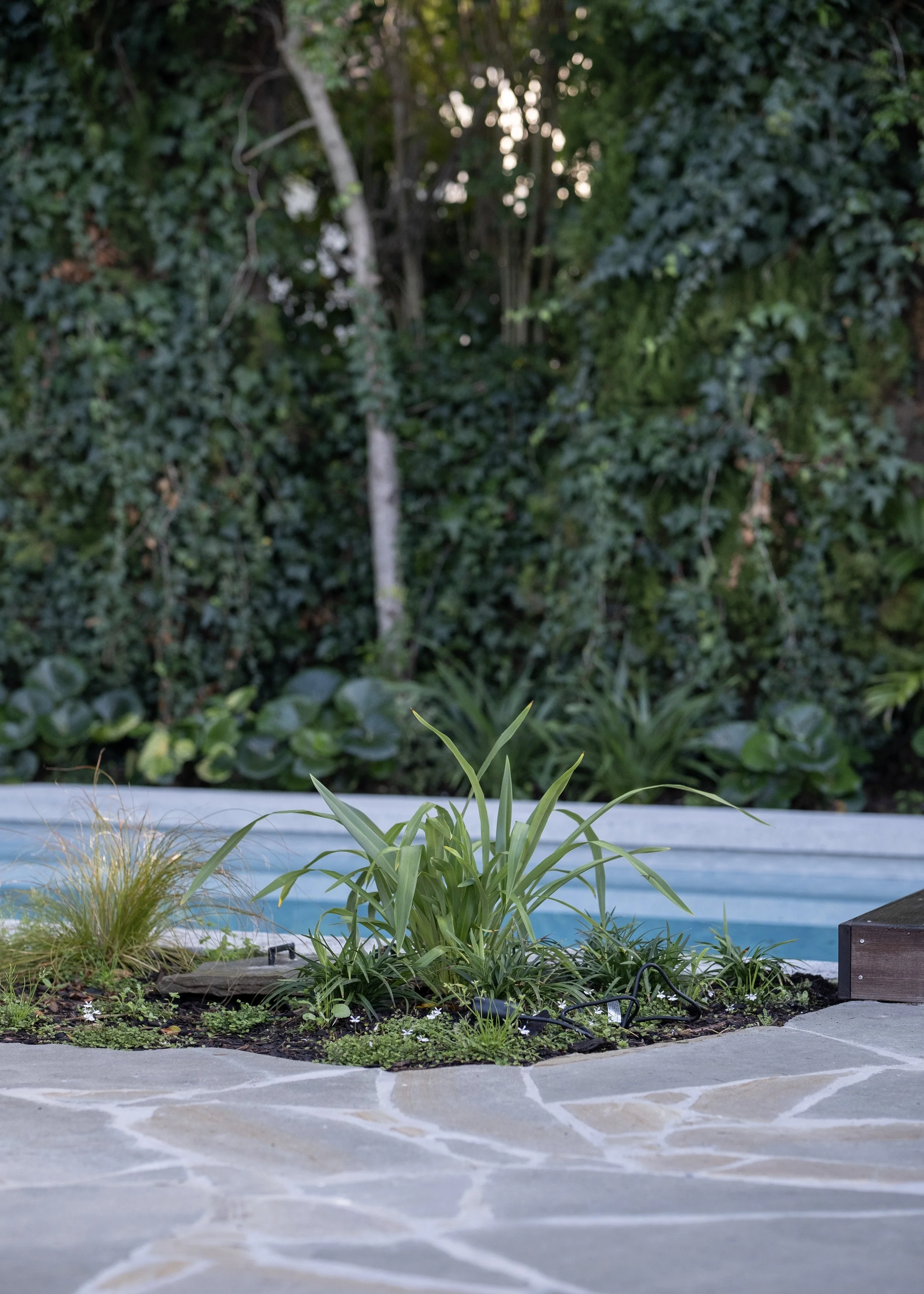 Garden with green plants and flowers around a pool, surrounded by a stone patio, with a dense leafy background. Existing pool refurbishment Built by ESC outdoor living swimming pool builders. Auckland. skilled builders