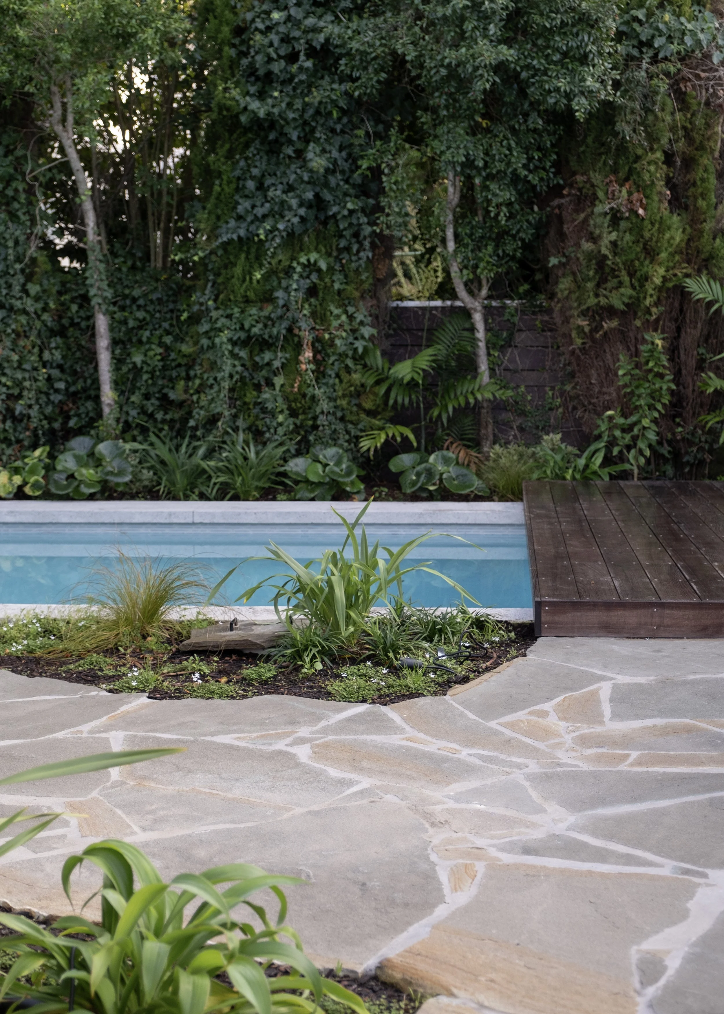 A backyard scene featuring a small swimming pool, a wooden deck, and lush green plants with a dense hedge in the background. Existing pool refurbishment Built by ESC outdoor living swimming pool builders. Auckland. skilled builders