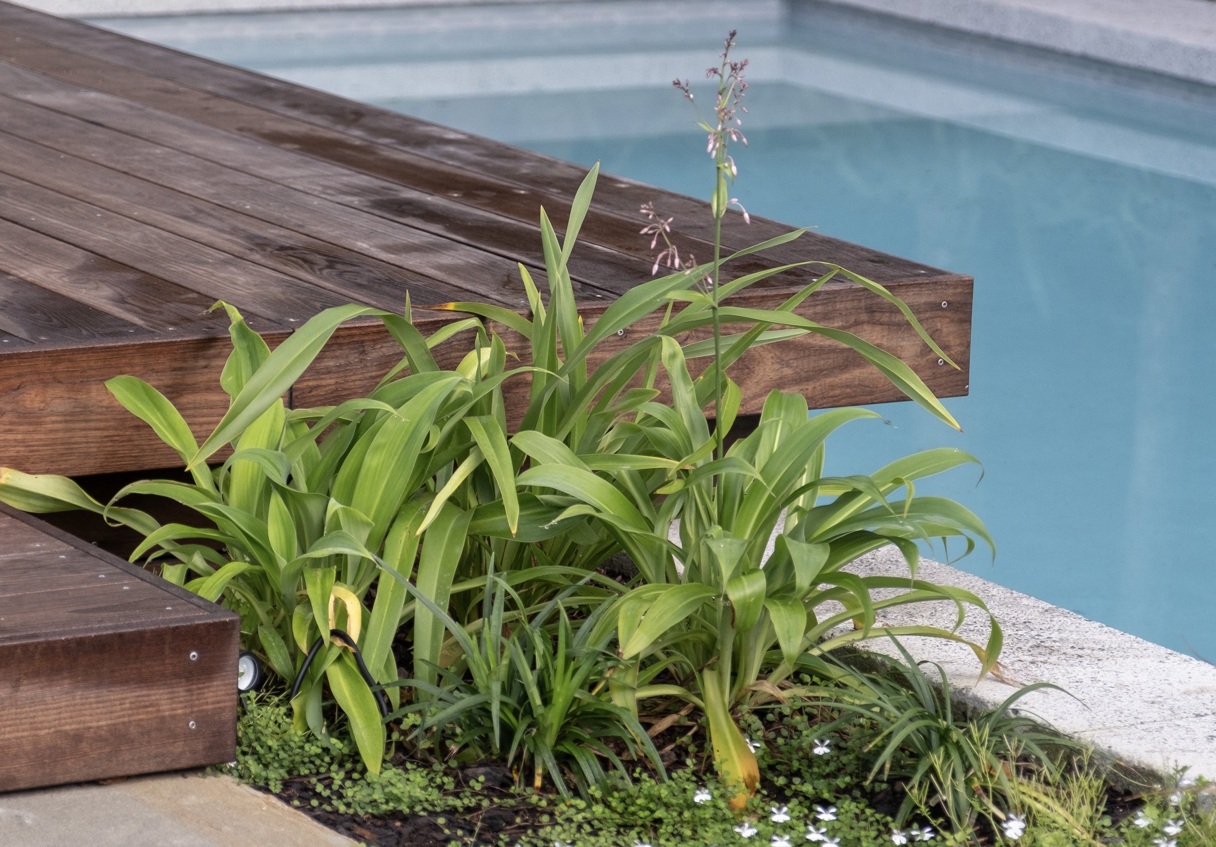 Porritt Ave Swimming Pool ESC Outdoor Living Auckland NZ Esc Porritt ave swimming pool esc outdoor living auckland nz esc