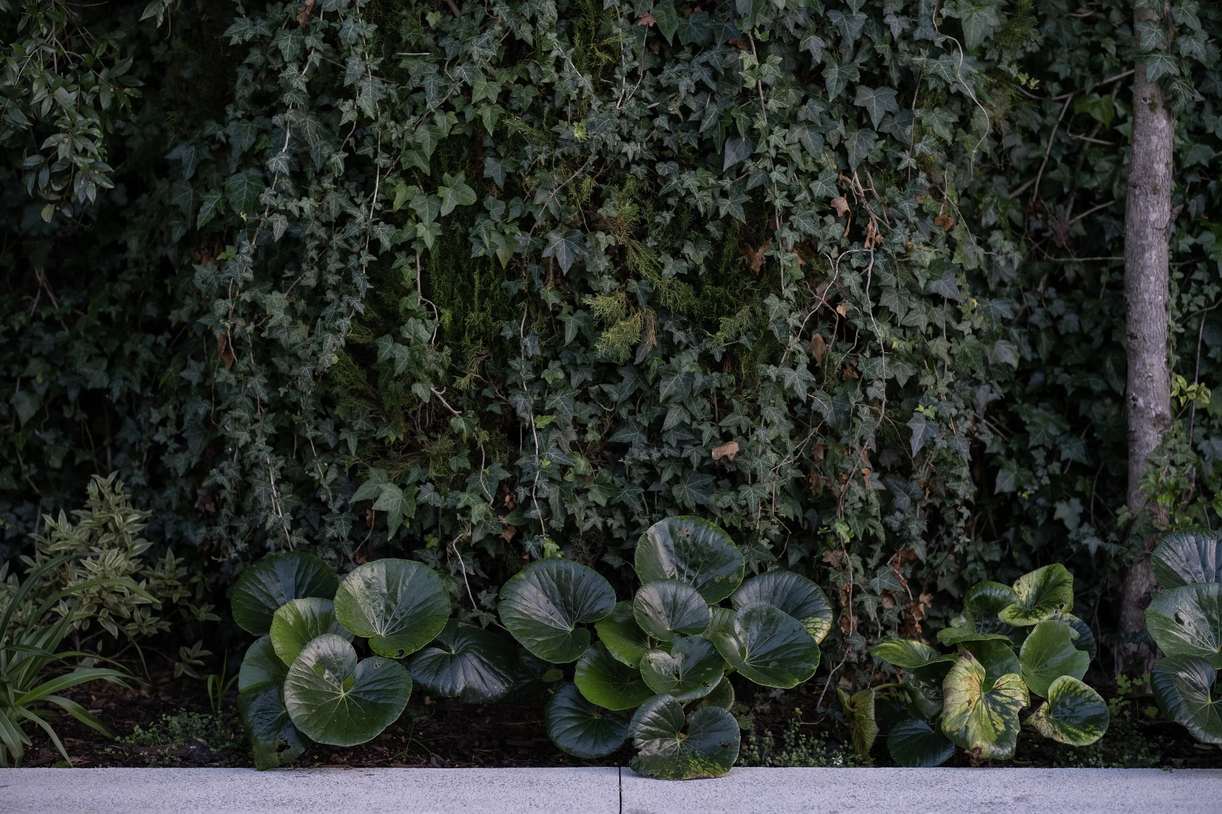 A garden bed with large, round, green leaves lining a concrete border at the bottom, against a wall covered in dense green ivy and other foliage. Built by ESC outdoor living swimming pool builders. Auckland.