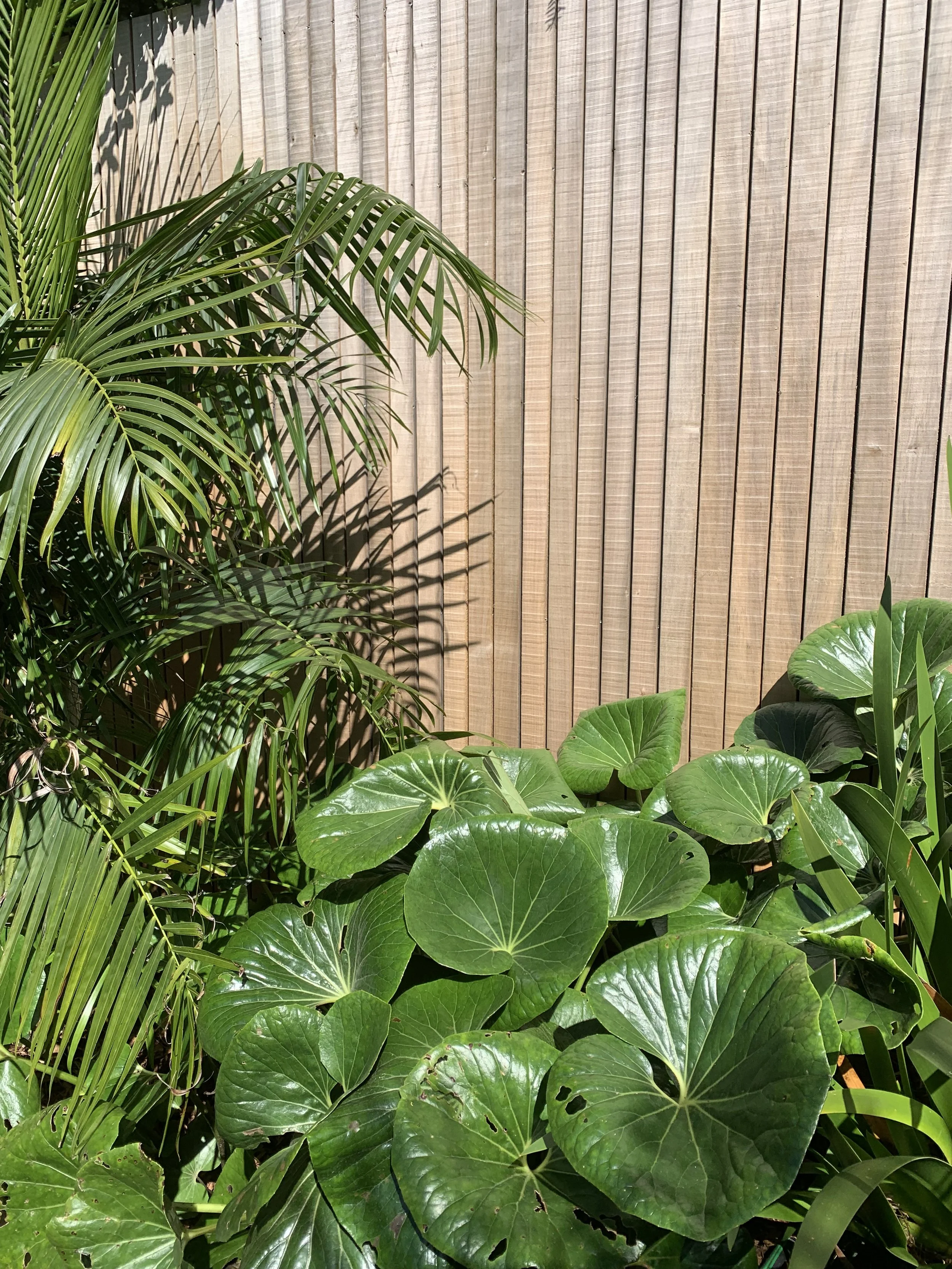 Indoor garden with large green leafy plants and a wooden fence in the background. Built by ESC outdoor living swimming pool builders. Auckland.