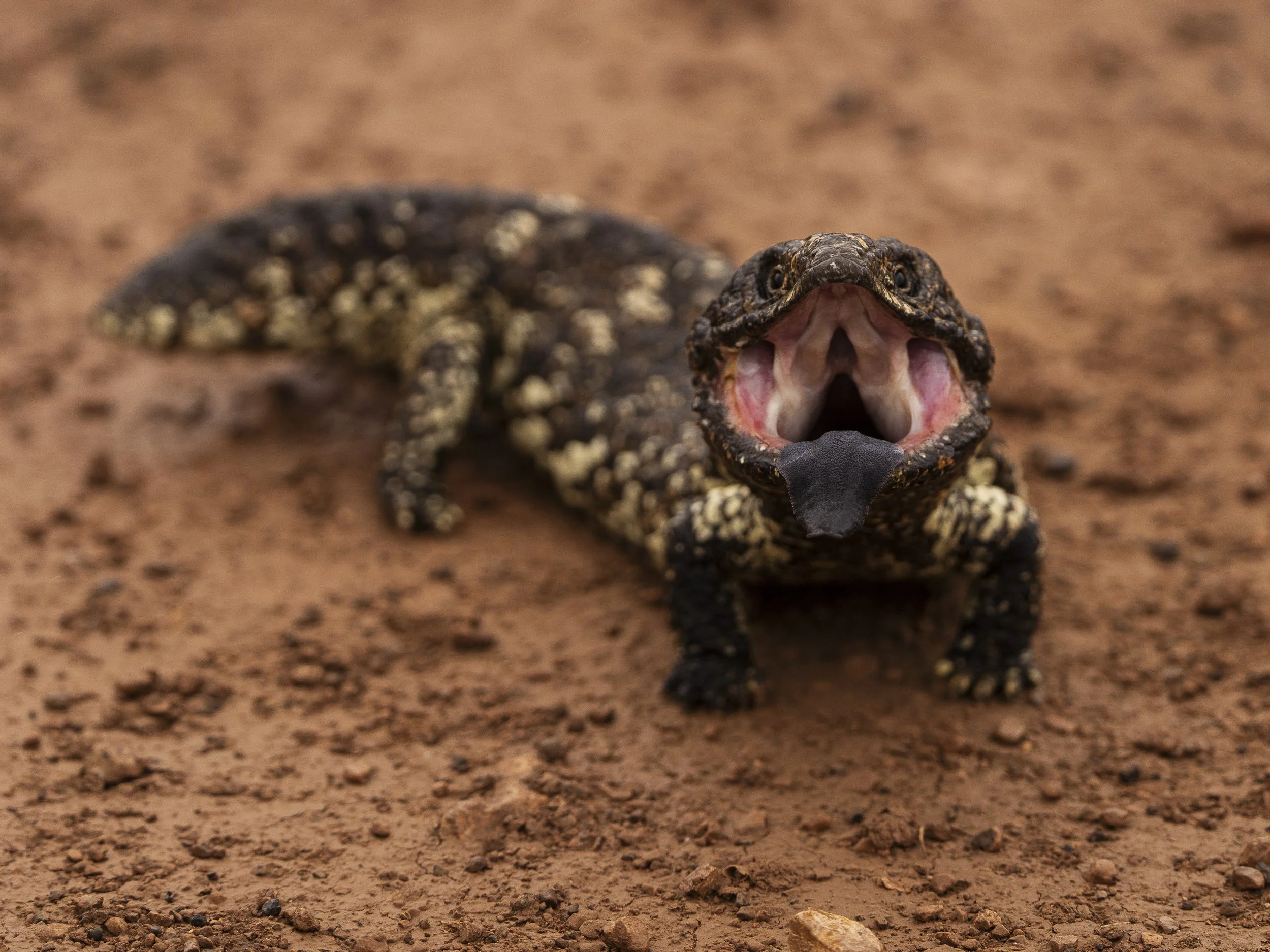Shingleback lizard