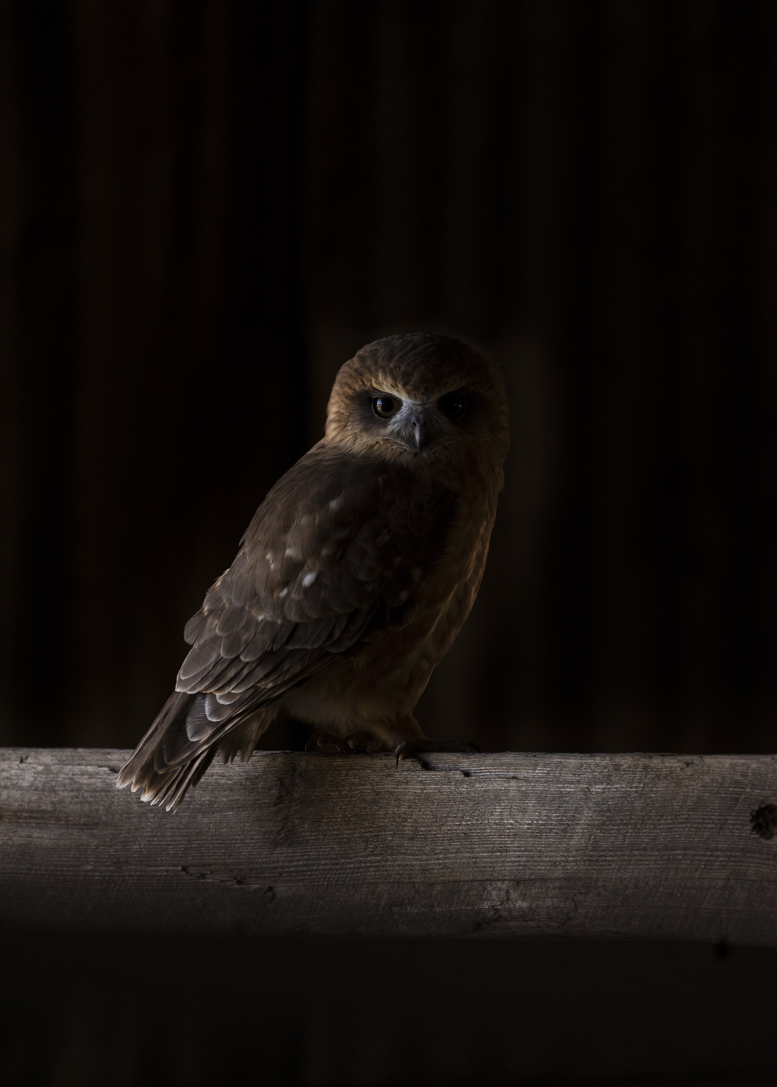 Murchison Station Barn Owl