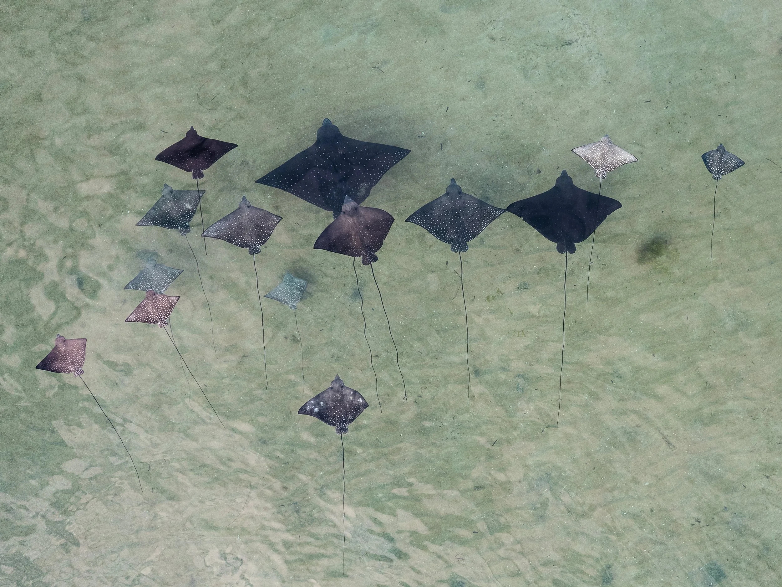Manta ray family