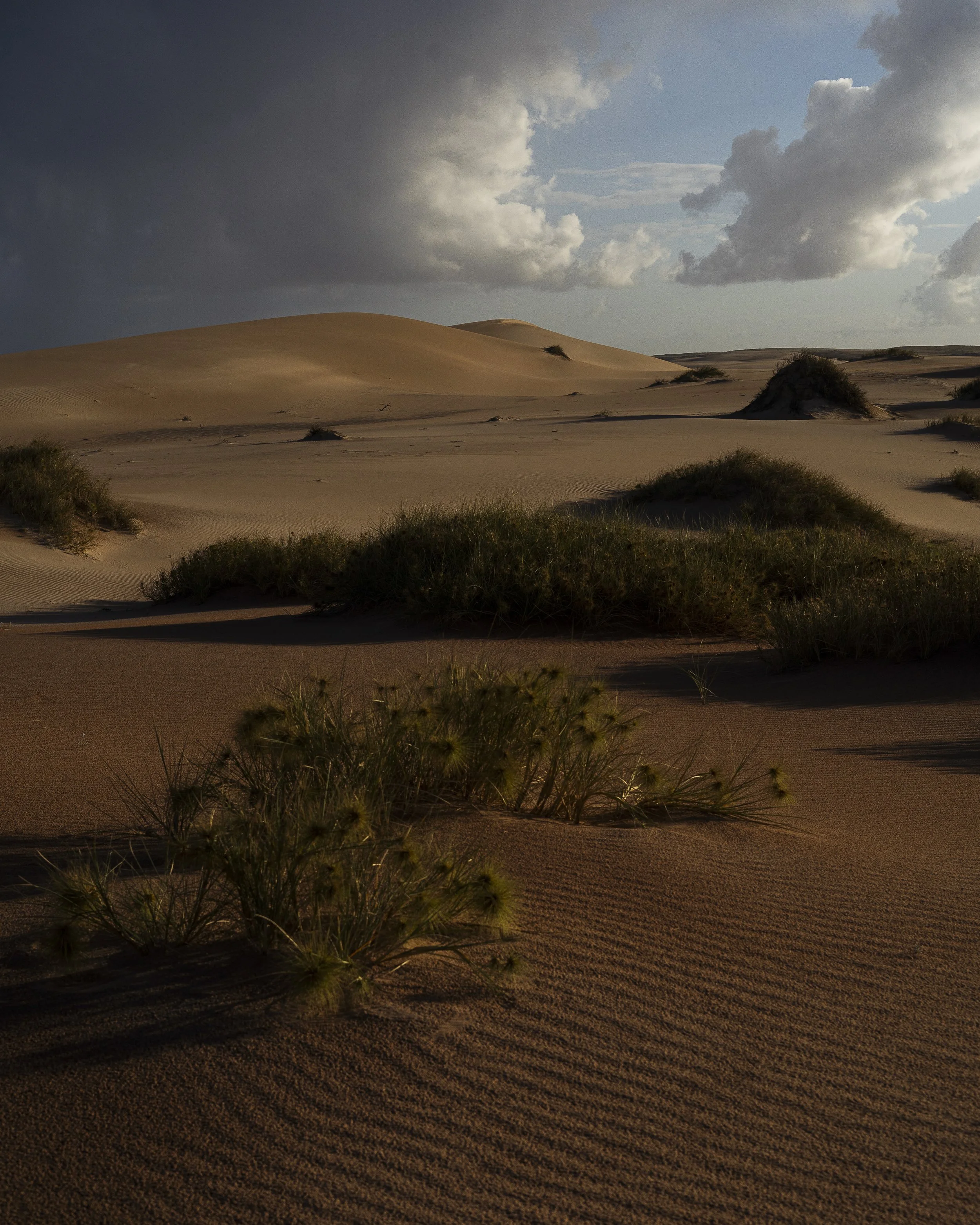 Spinifex and sand