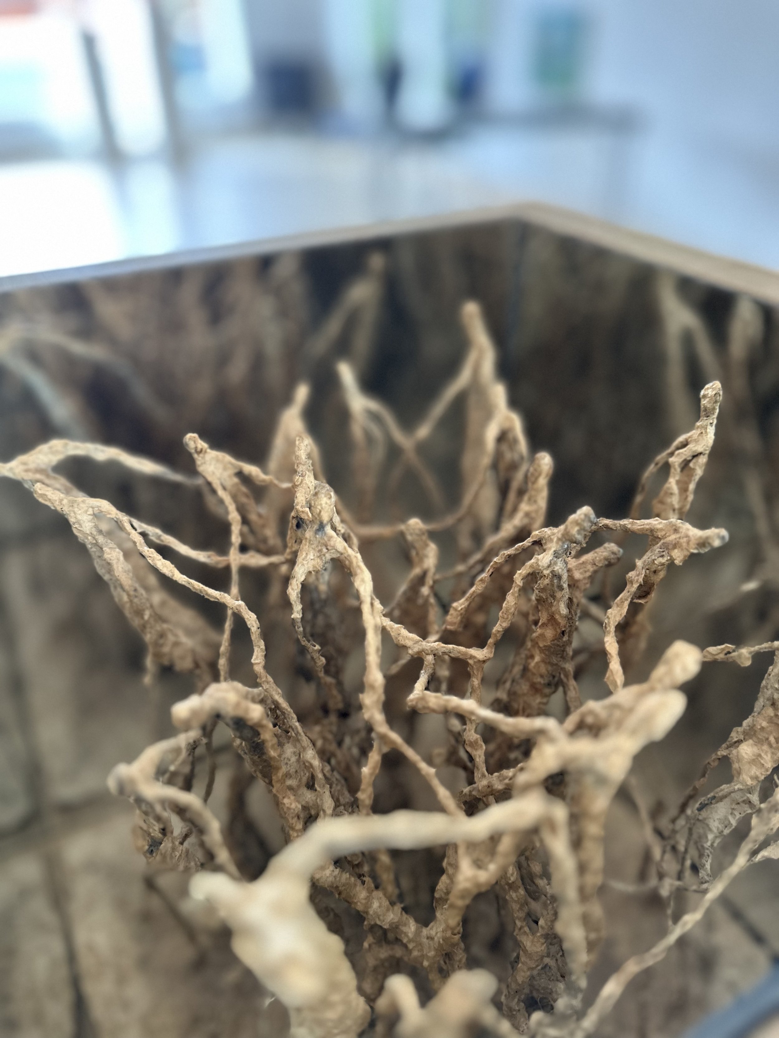 Close-up of dried roots inside a container or box.