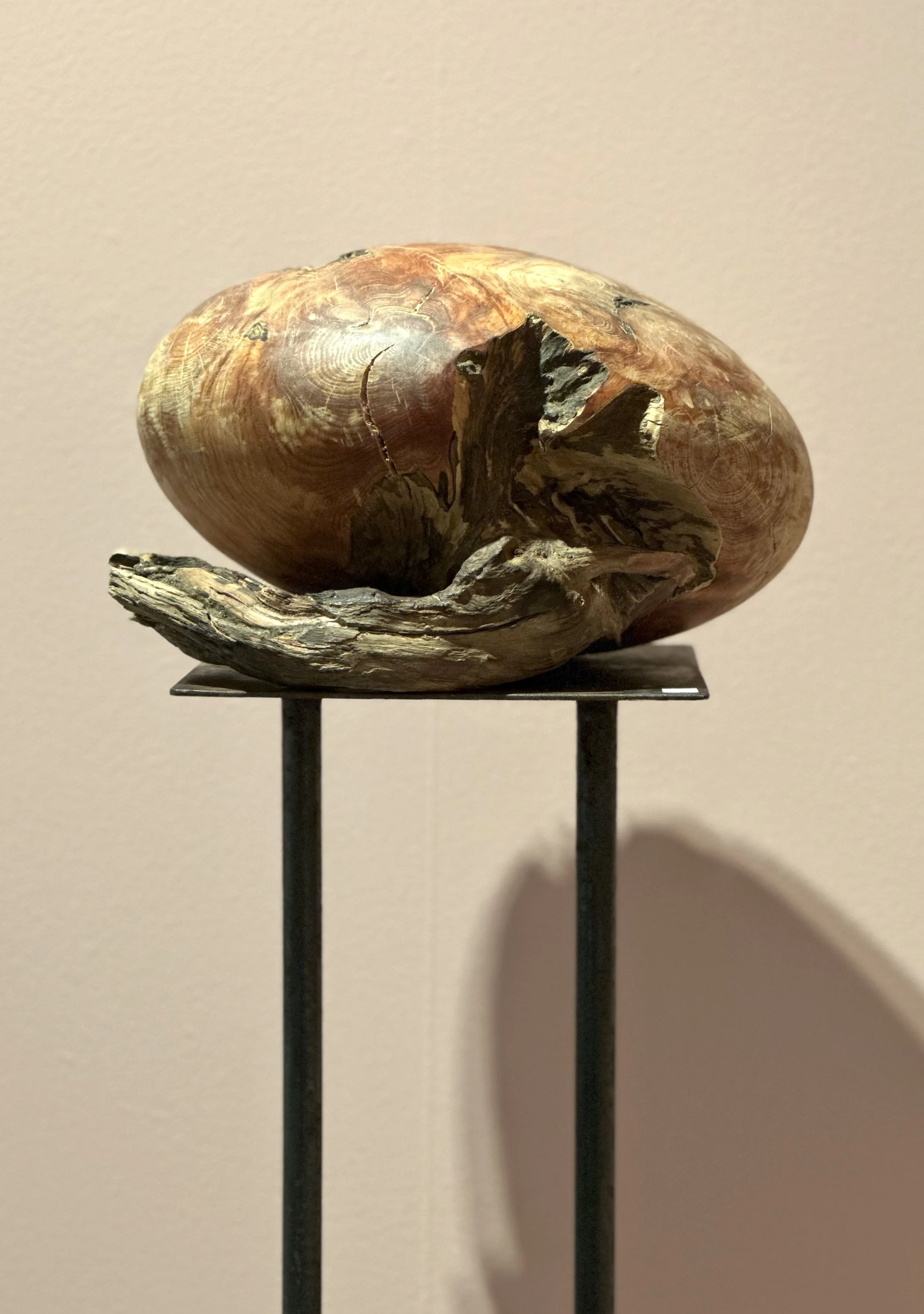 A large, textured pine cone resting on a black metal stand against a plain beige wall.