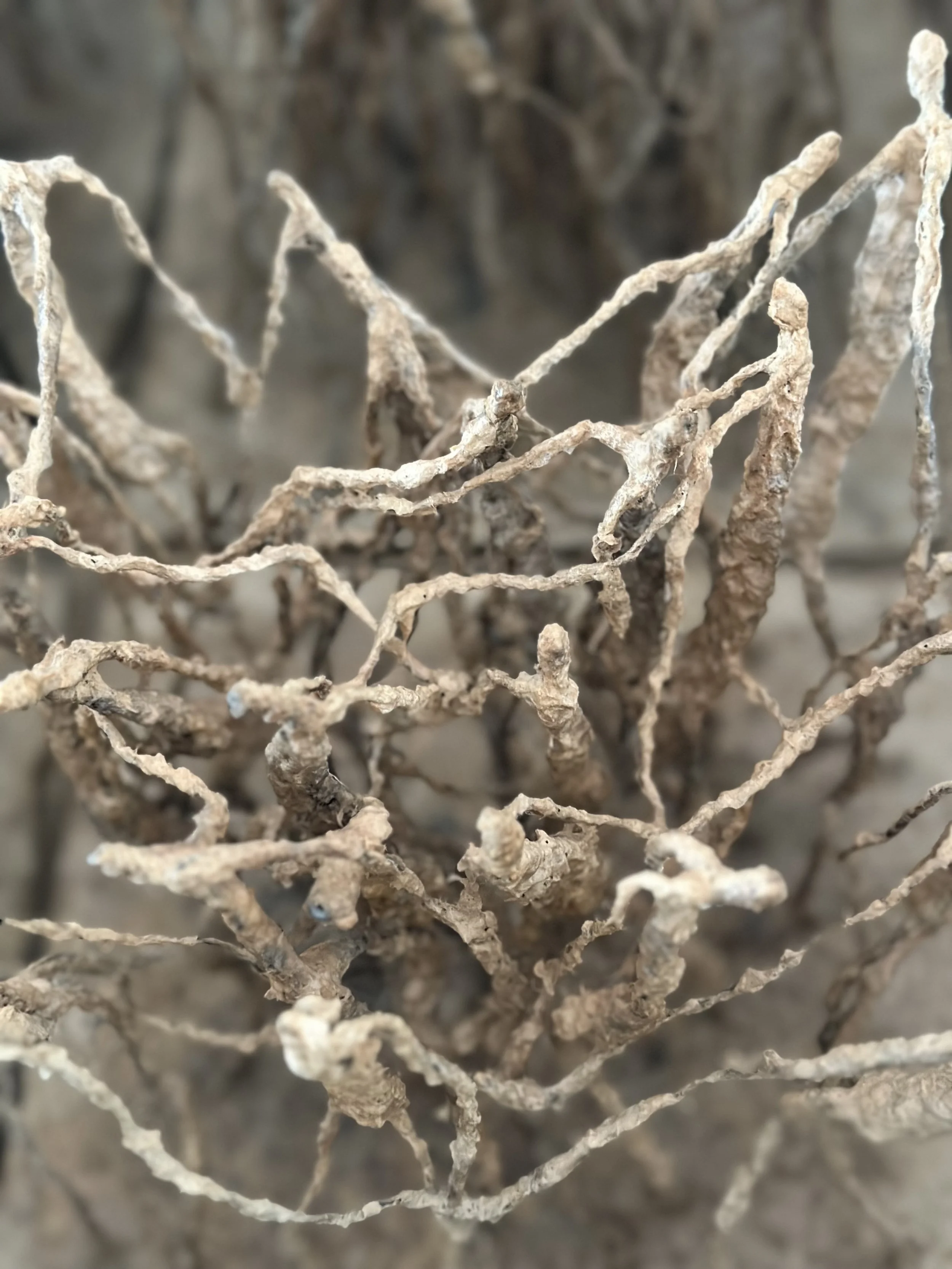 Close-up of tangled, dried roots or twigs.