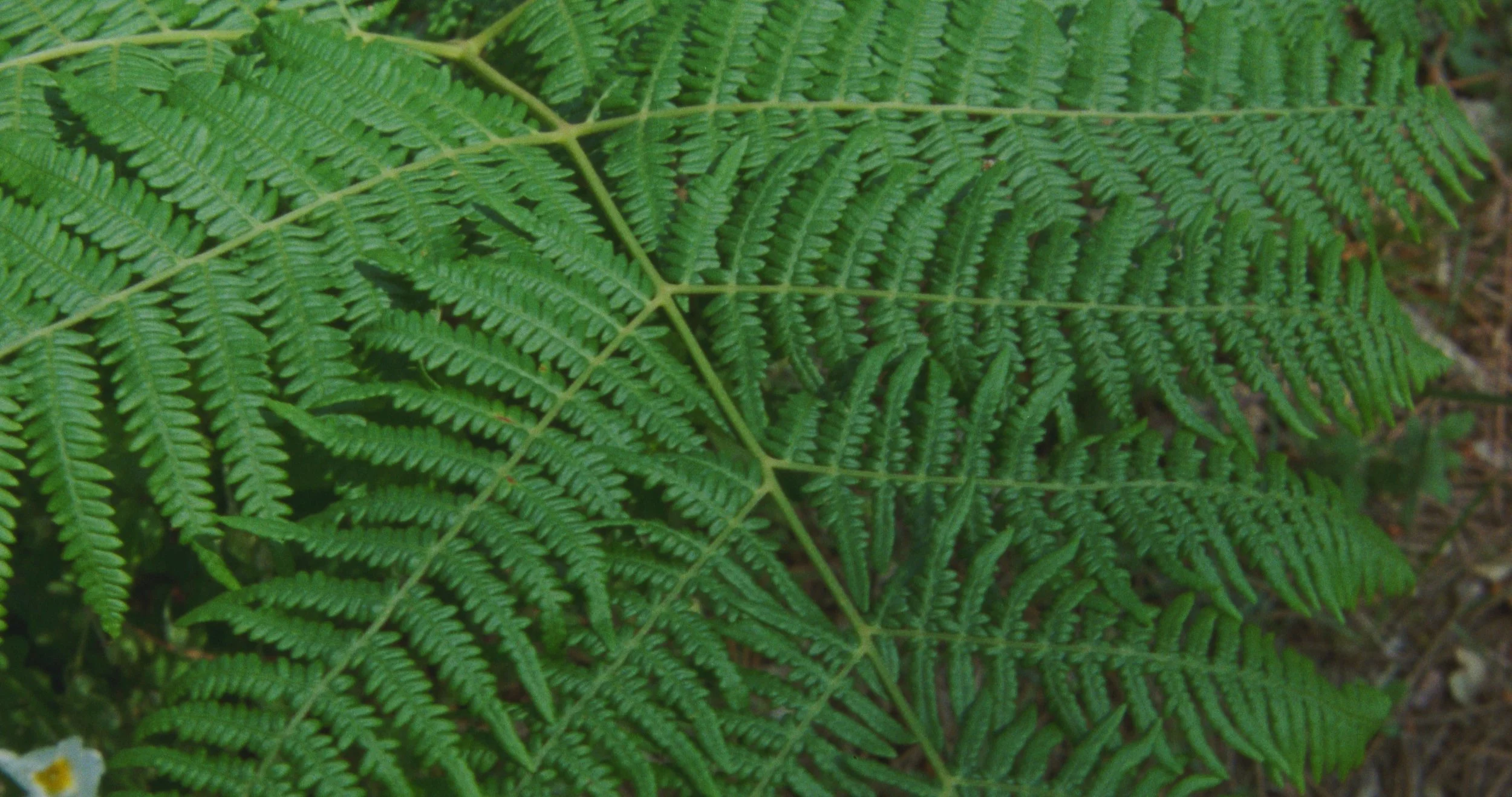 Image 2026-01-14 121705_1.46.1.jpg