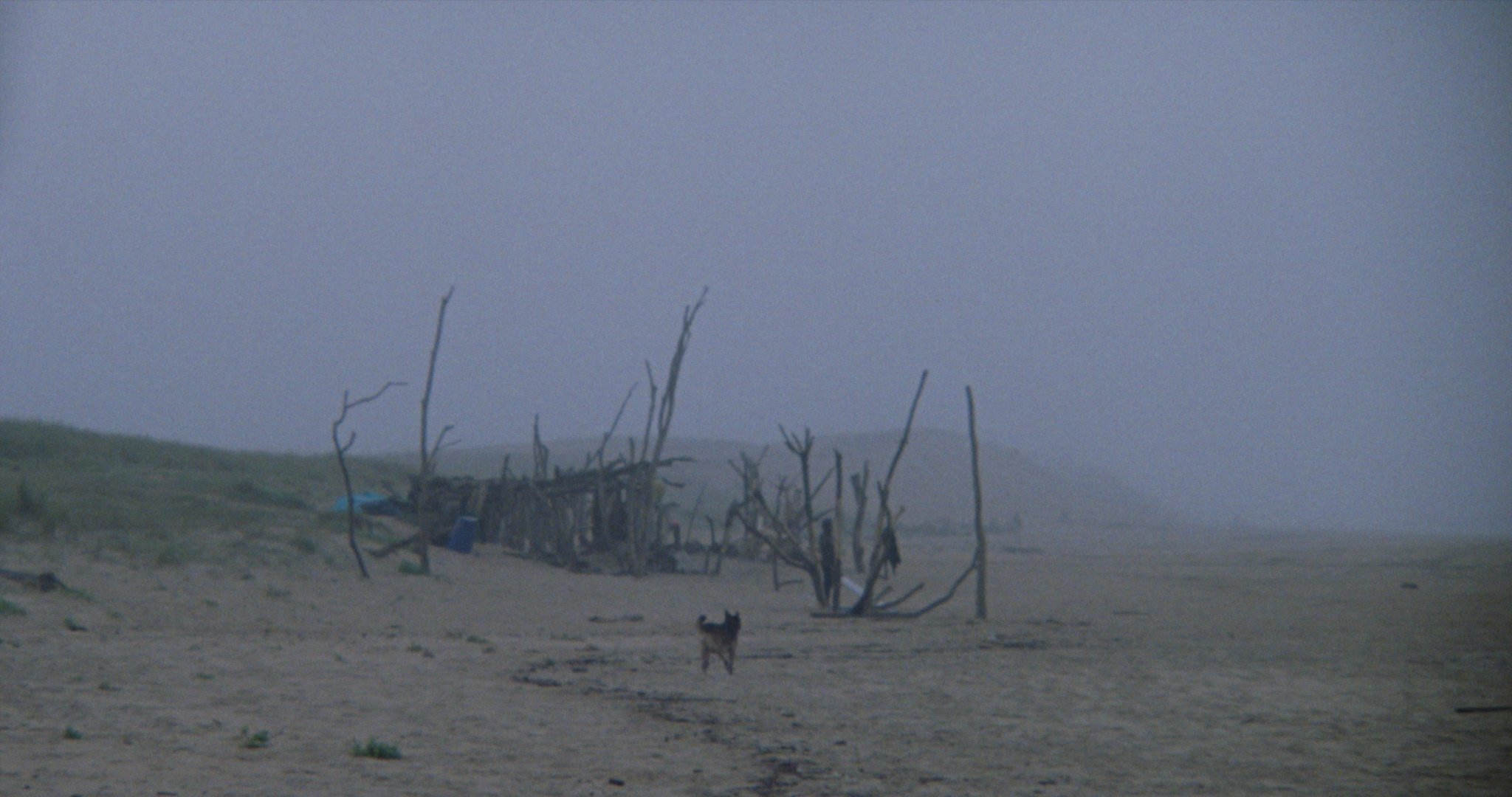 Fog
