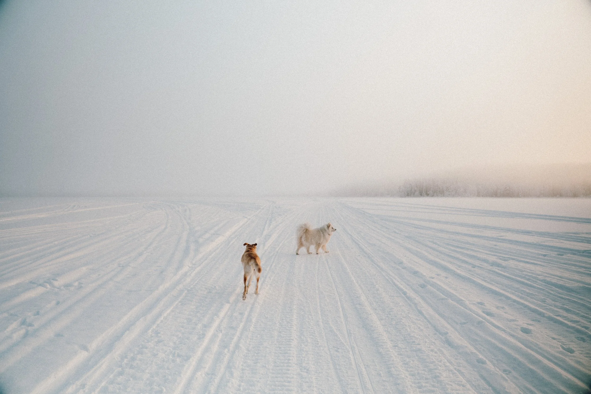 finland - january -dogs - lake-61.JPG