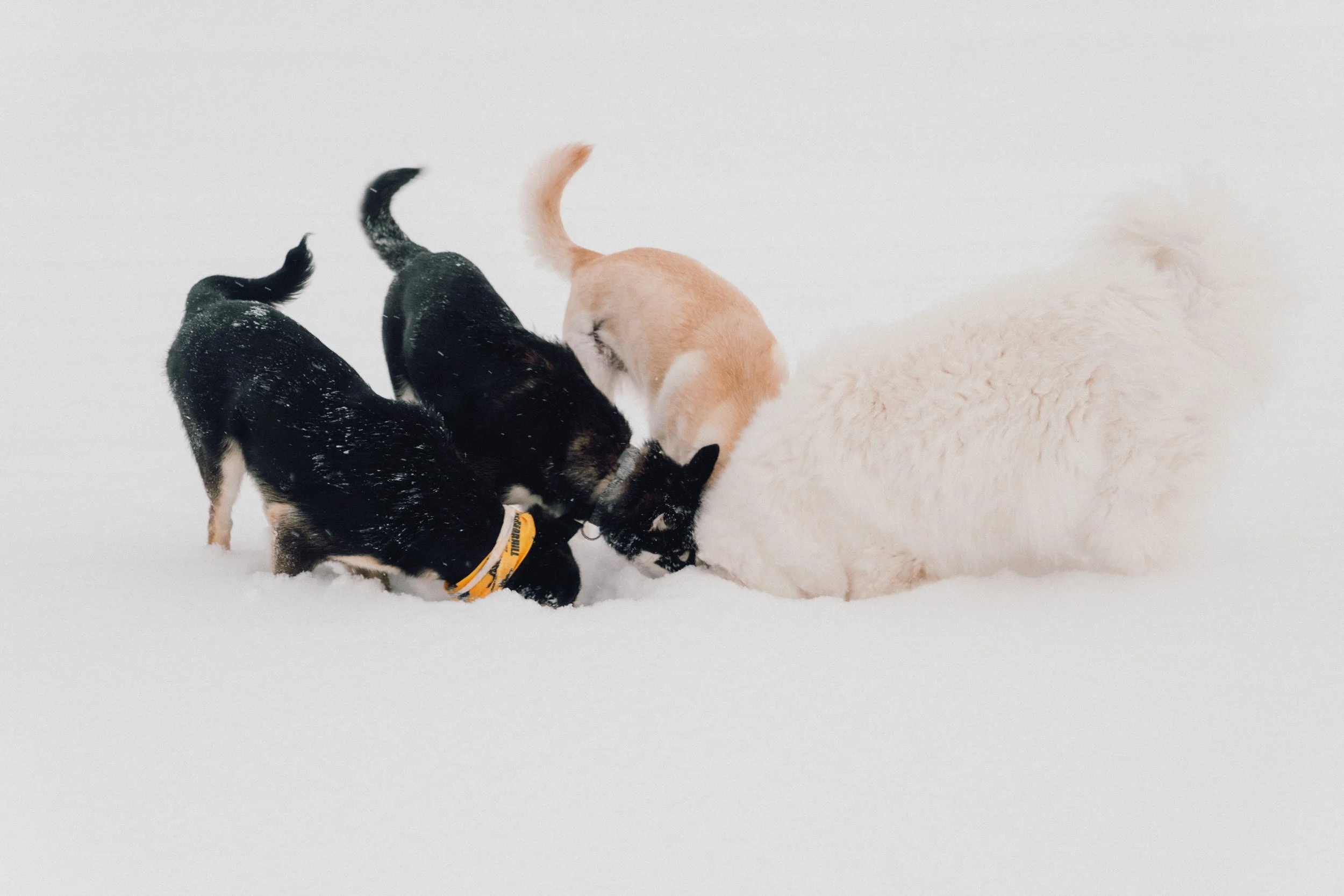 finland - february -dogs - sis on the lake-01.jpg