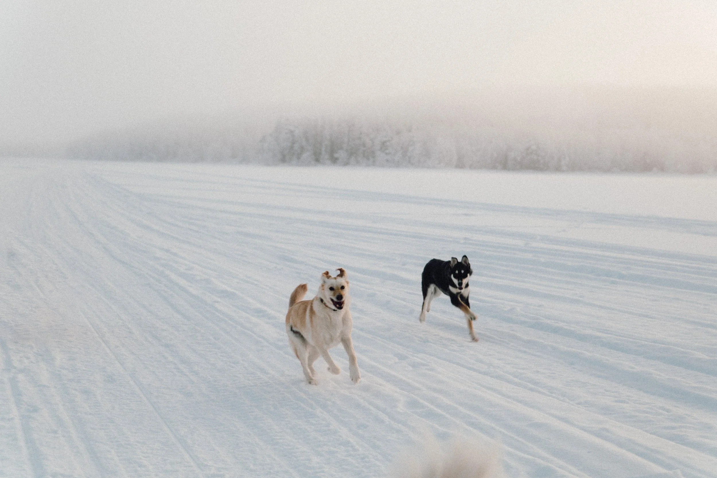 finland - january -dogs - lake-60.JPG