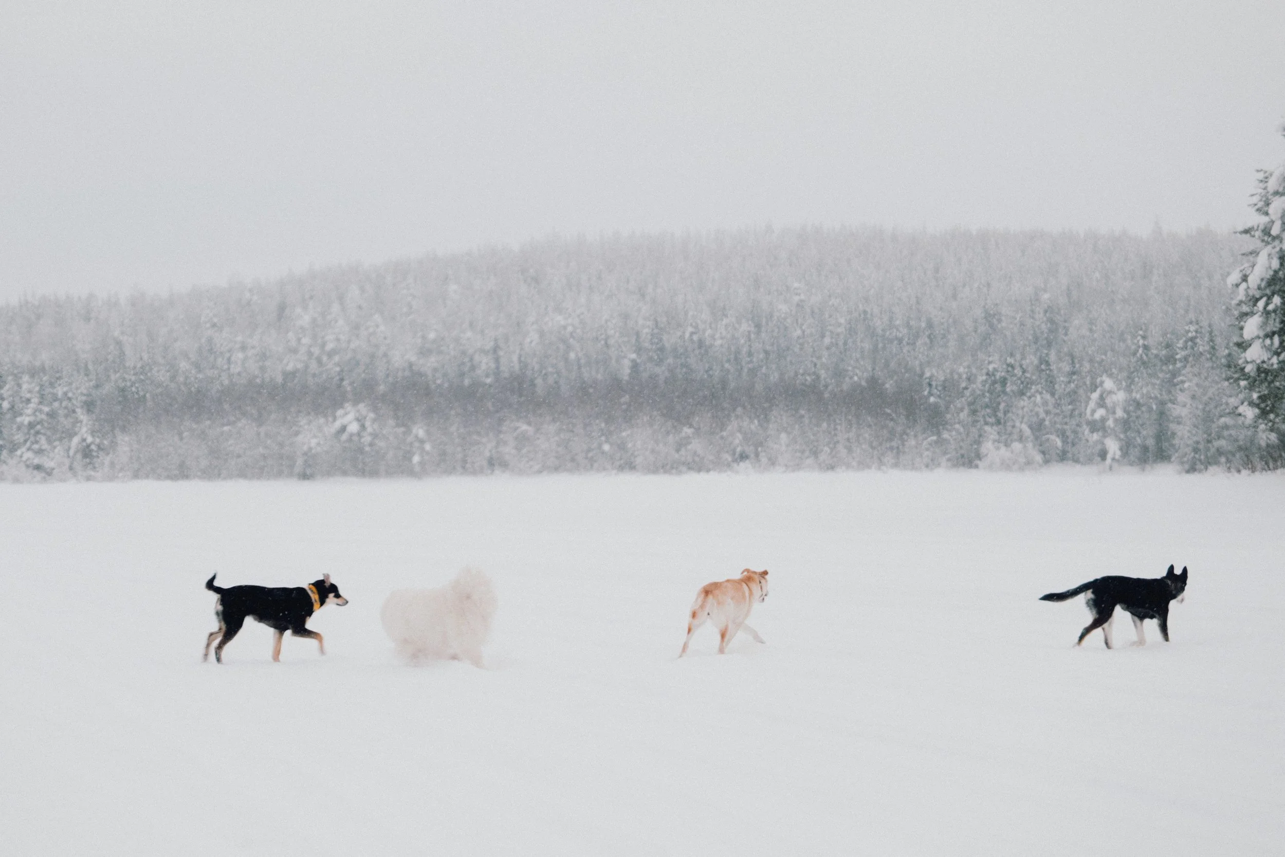 finland - february -dogs - sis on the lake-65.jpg