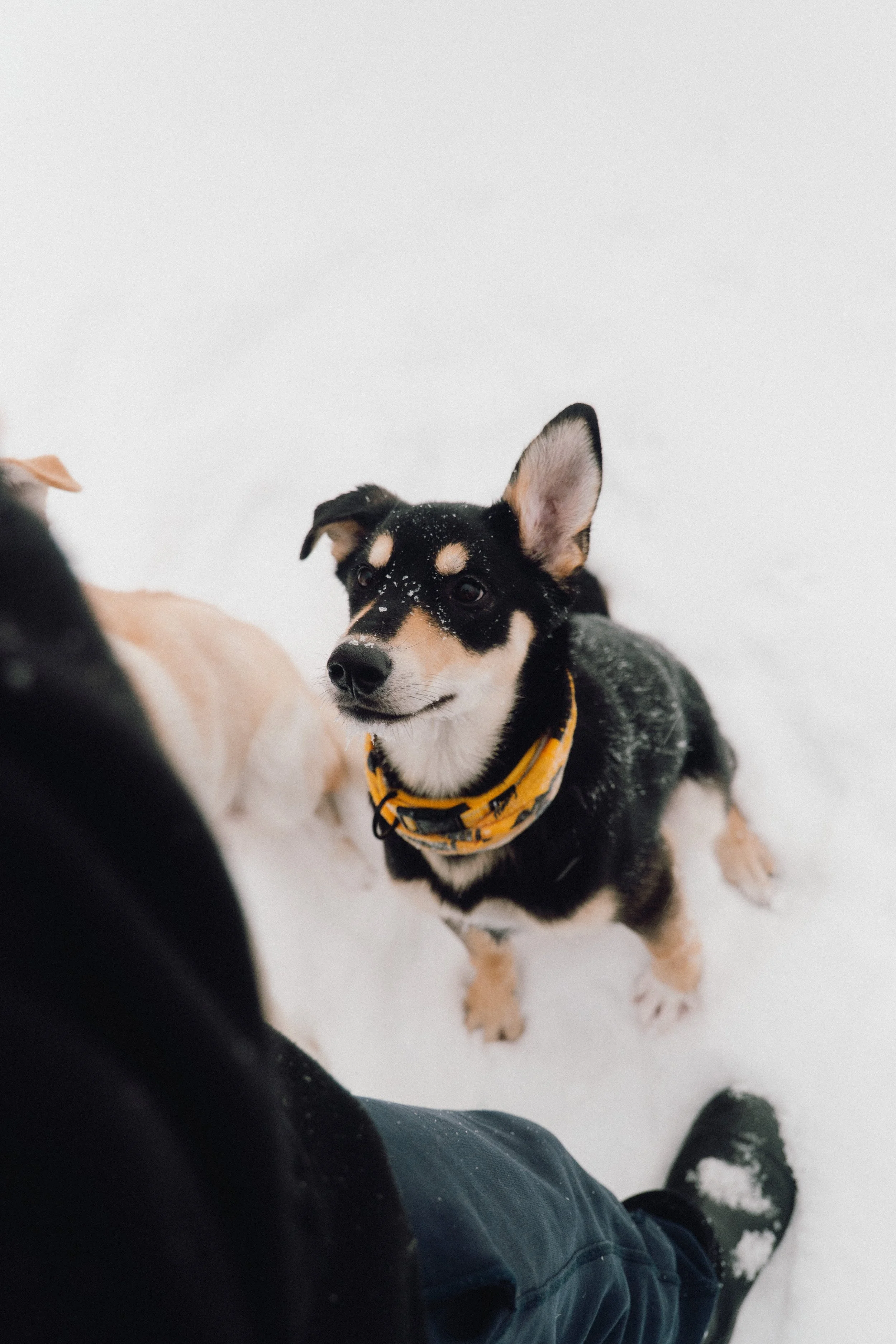 finland - february -dogs - sis on the lake-23.jpg