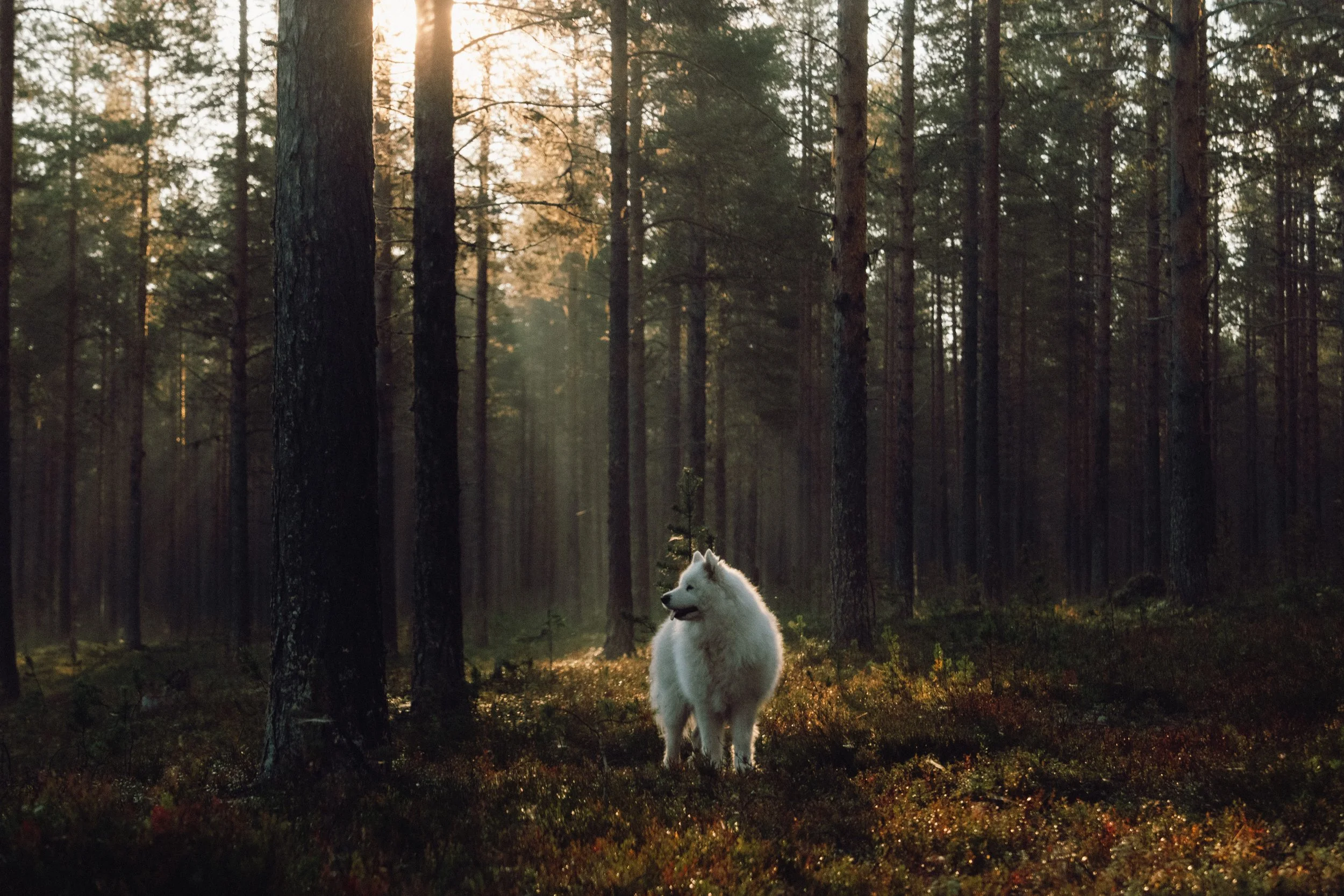 finnish-summer-150.jpg