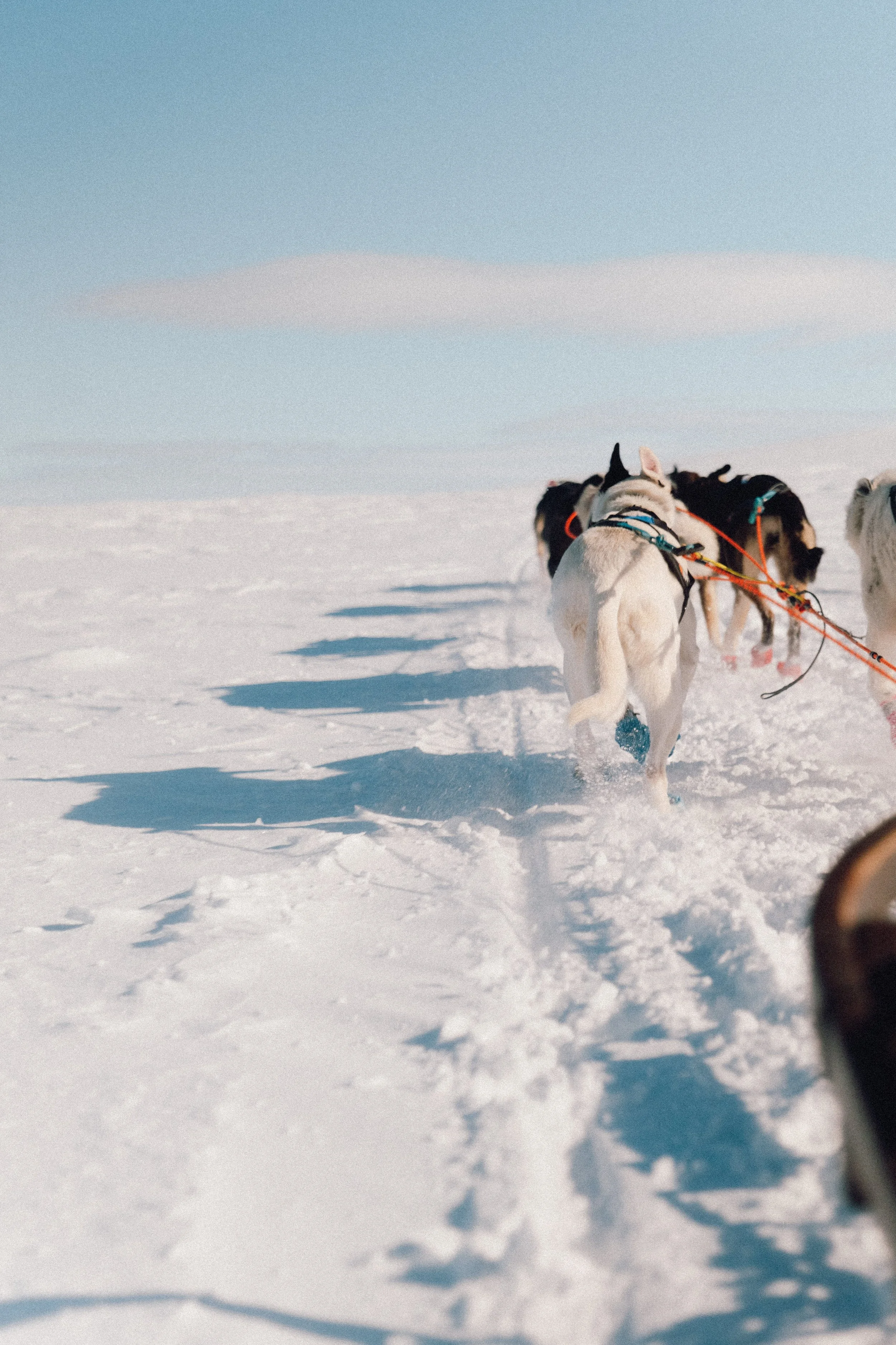 levajok_sunnymountains-274 2.JPG