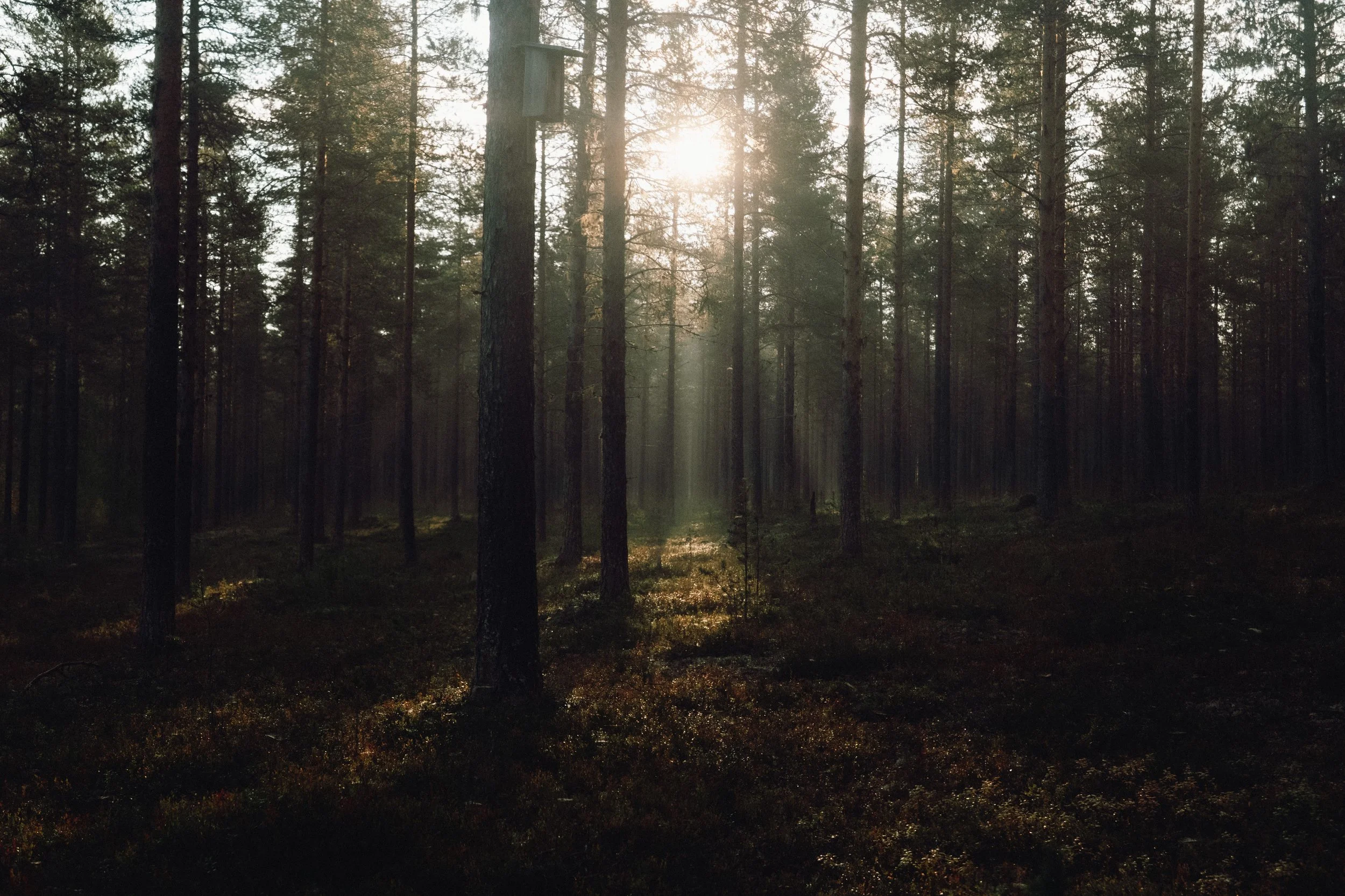 finnish-summer-161.jpg