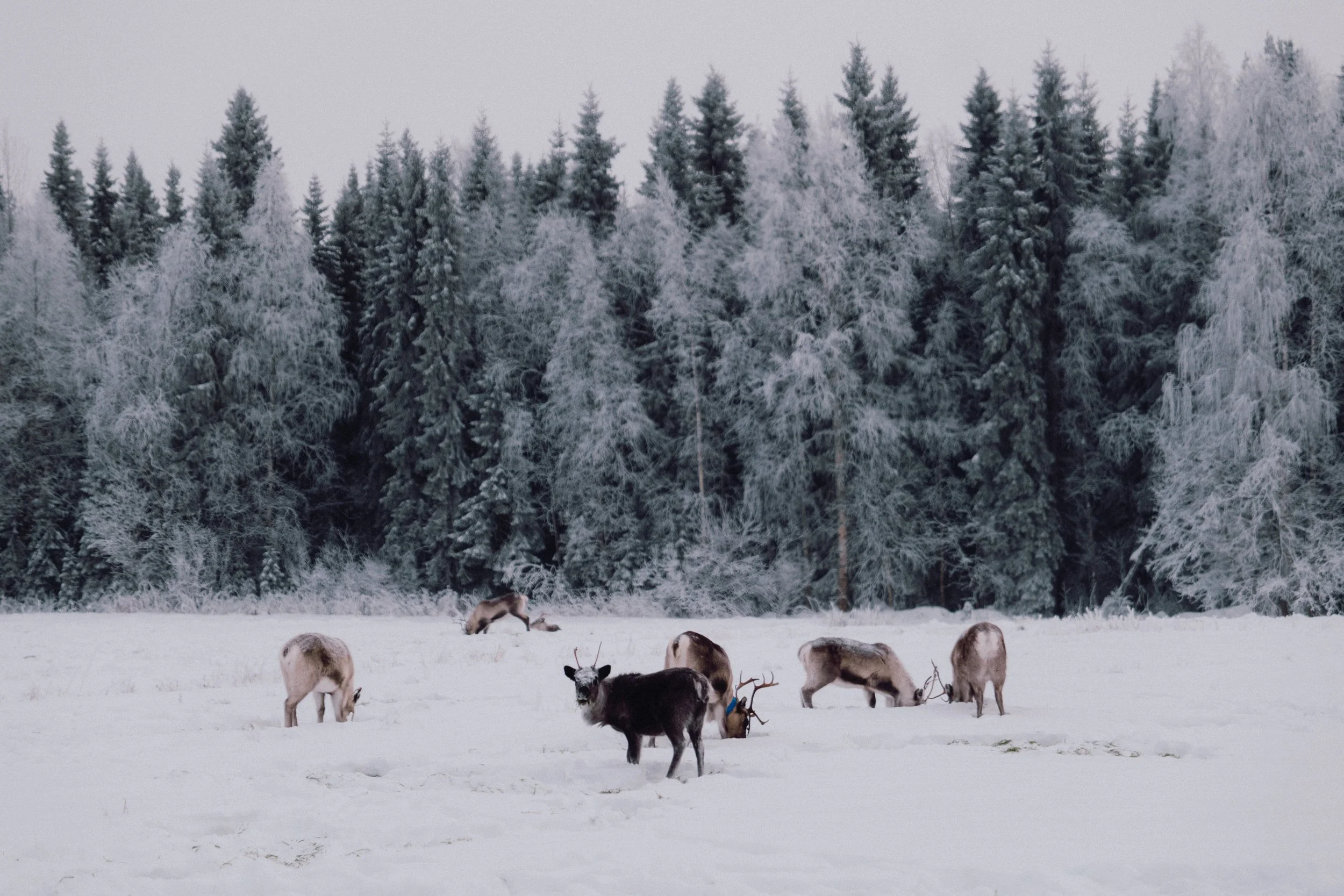 finland - november - reindeers 2025-21.jpg