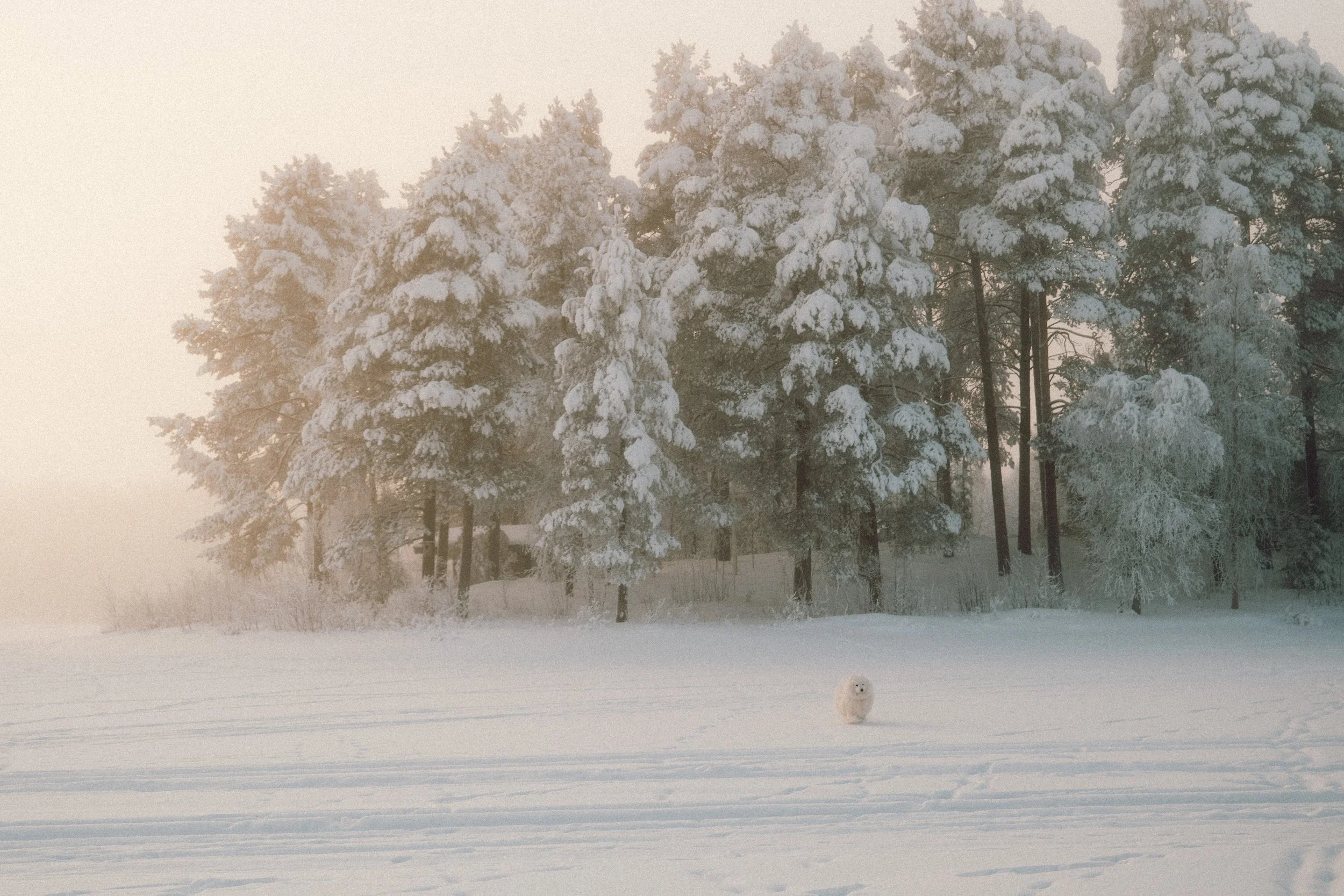 finland - january -dogs - lake-68.jpg