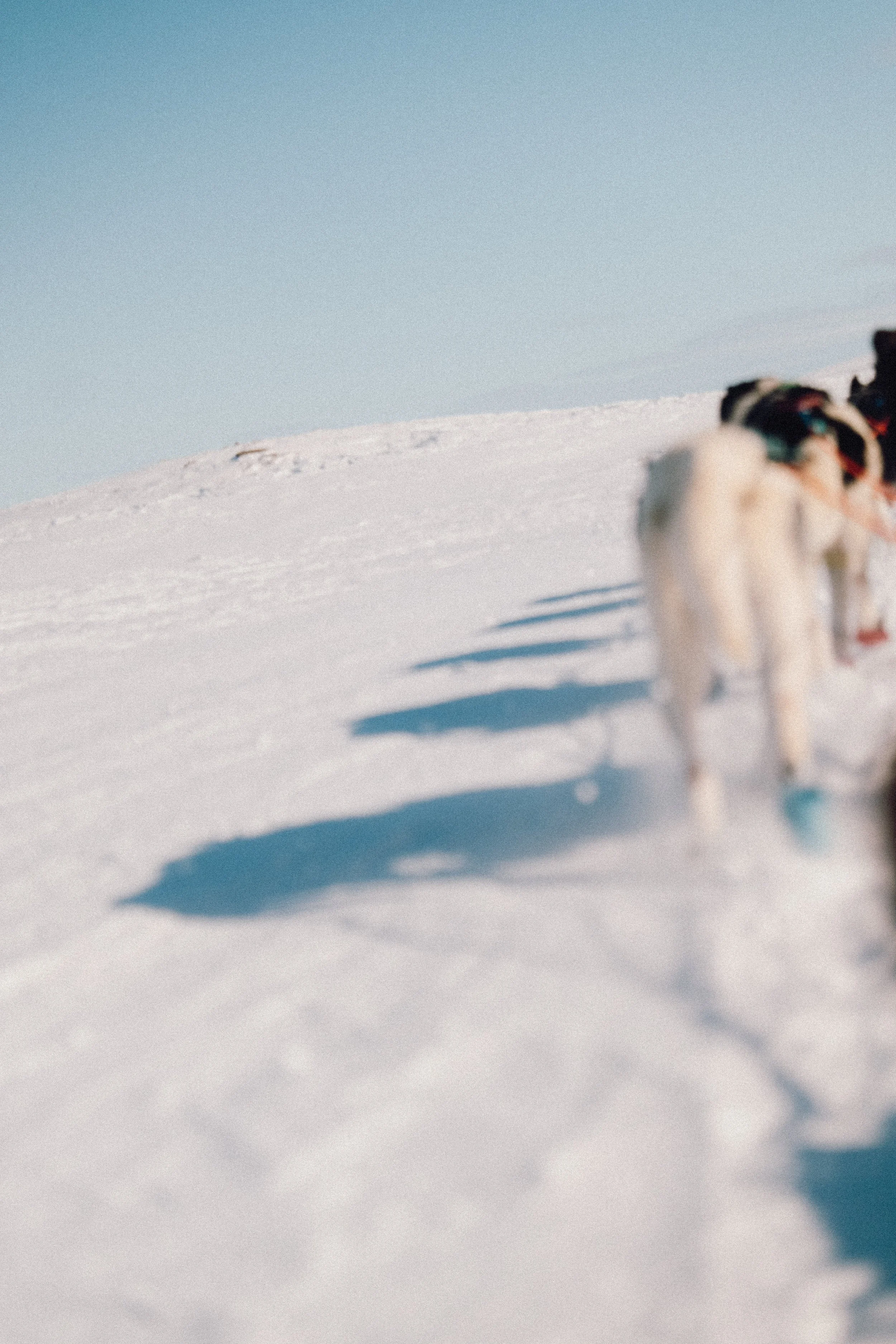 levajok_sunnymountains-271.JPG
