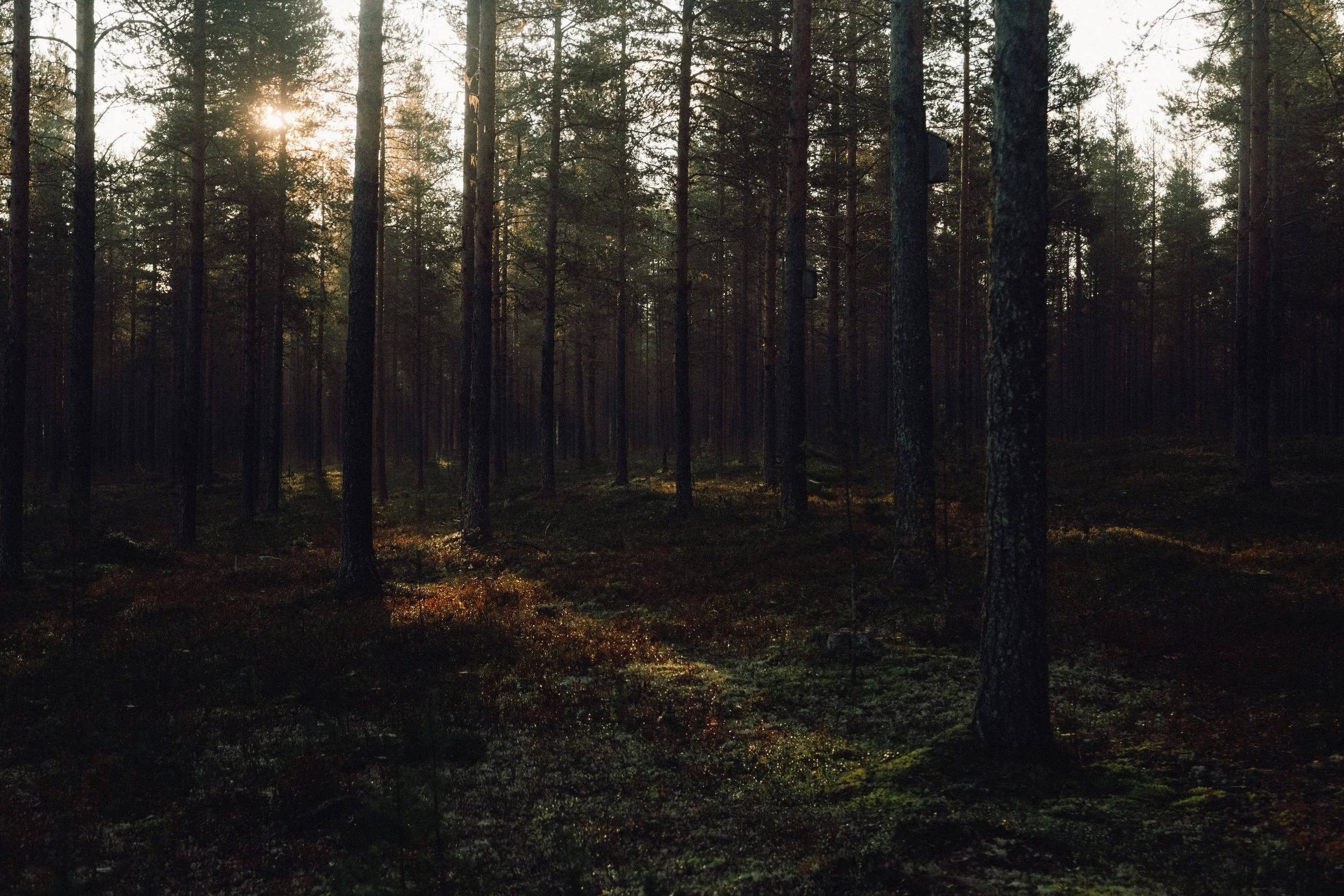 finnish-summer-140.jpg