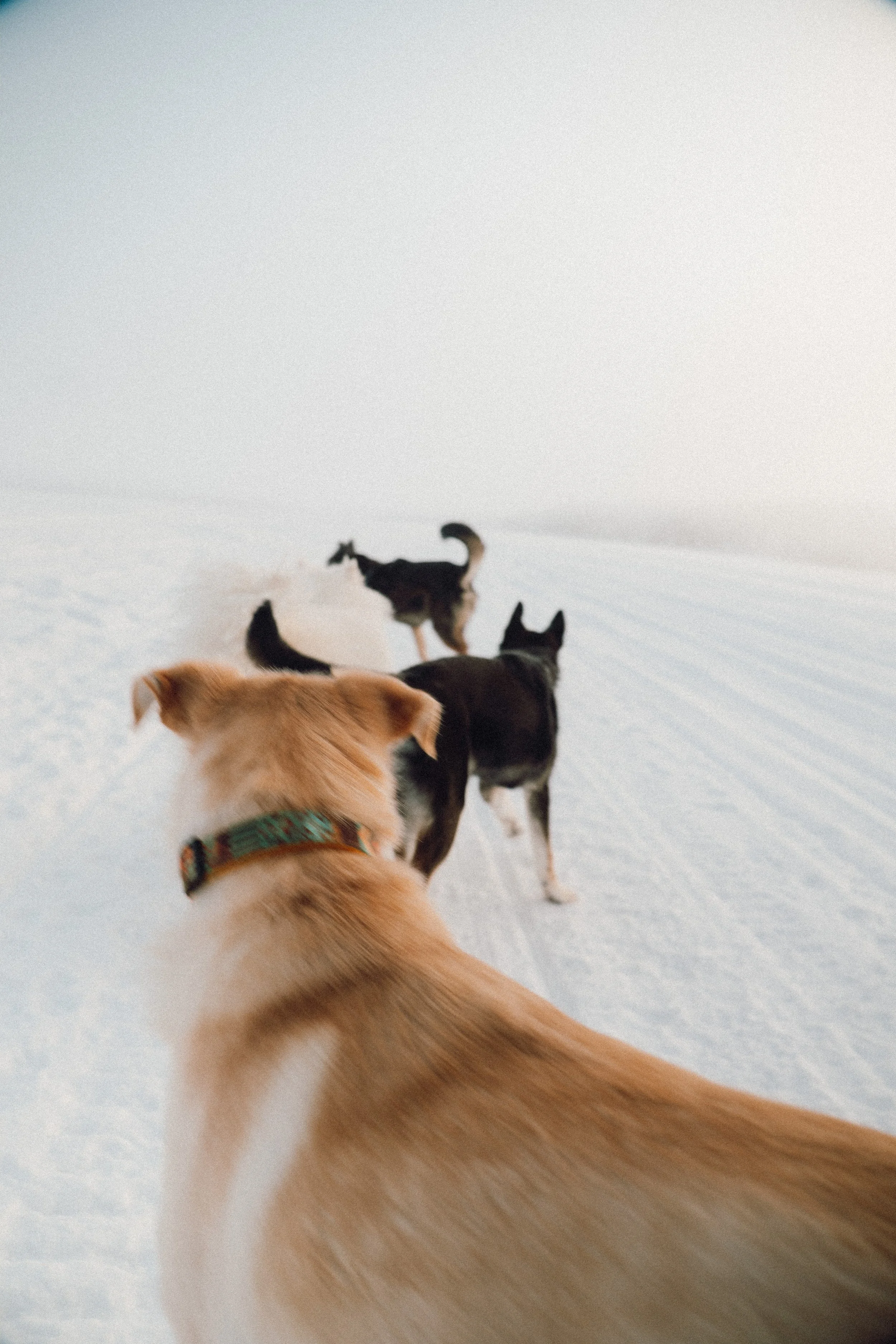 finland - january -dogs - lake-51.JPG