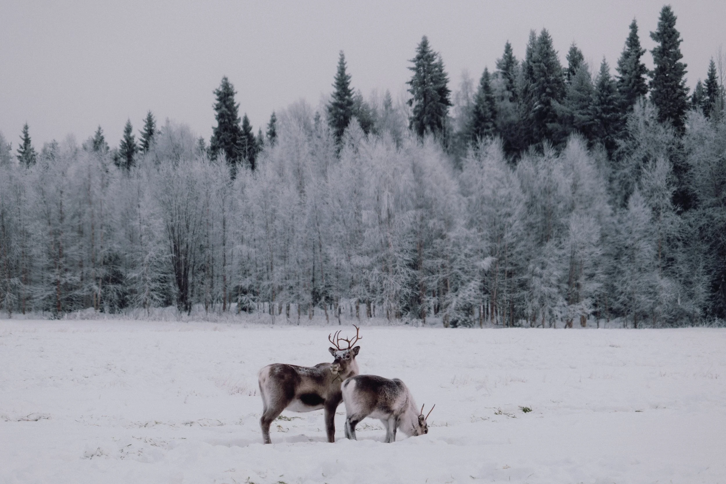 finland - november - reindeers 2025-14.jpg