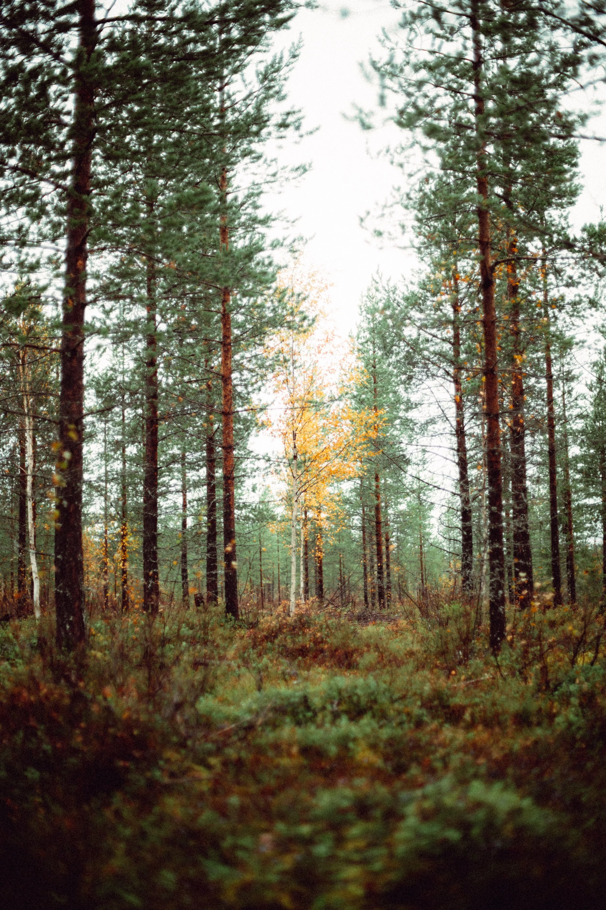 FINLAND_part 2-31-2.jpg