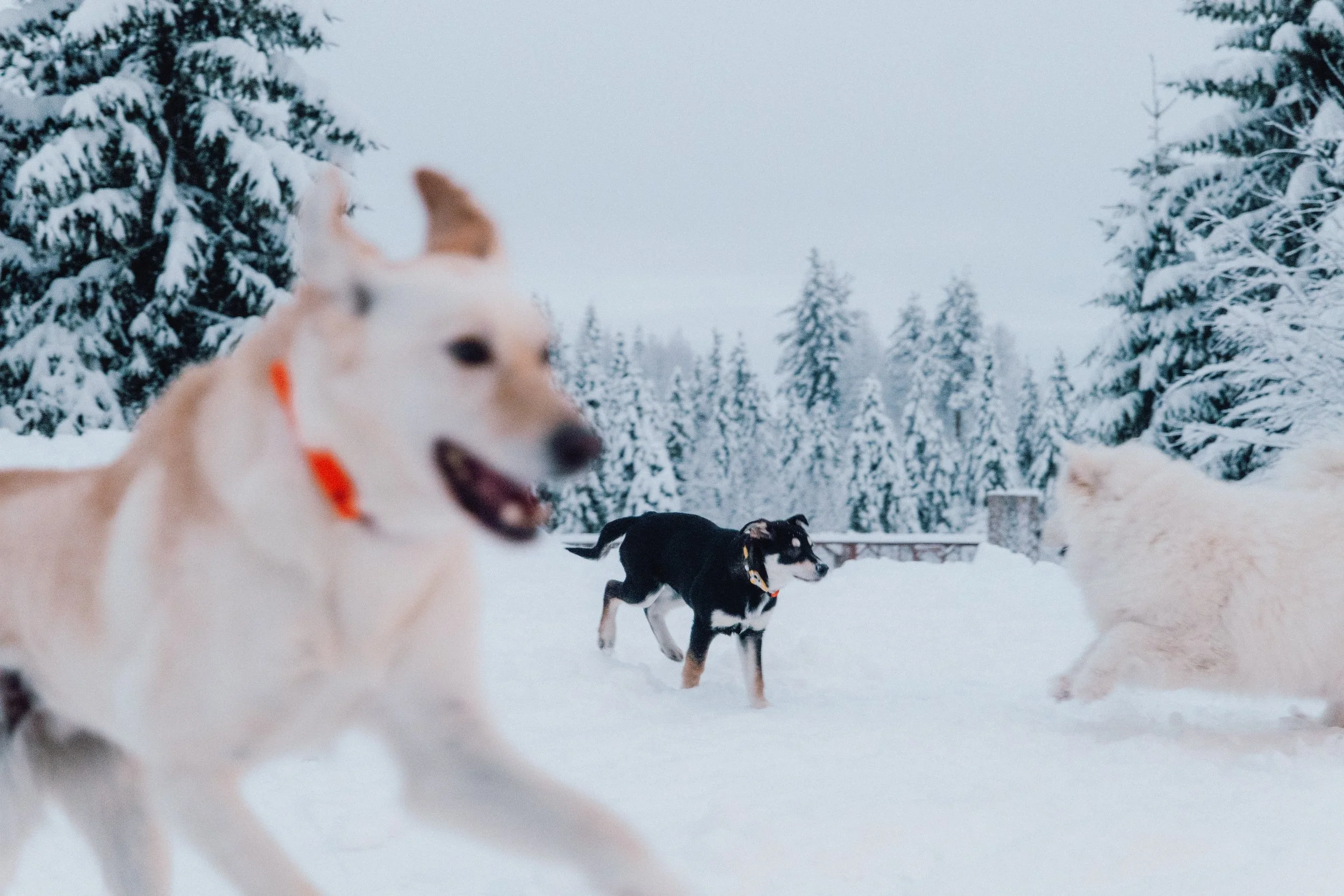 finland - dec -edited - -13.jpg