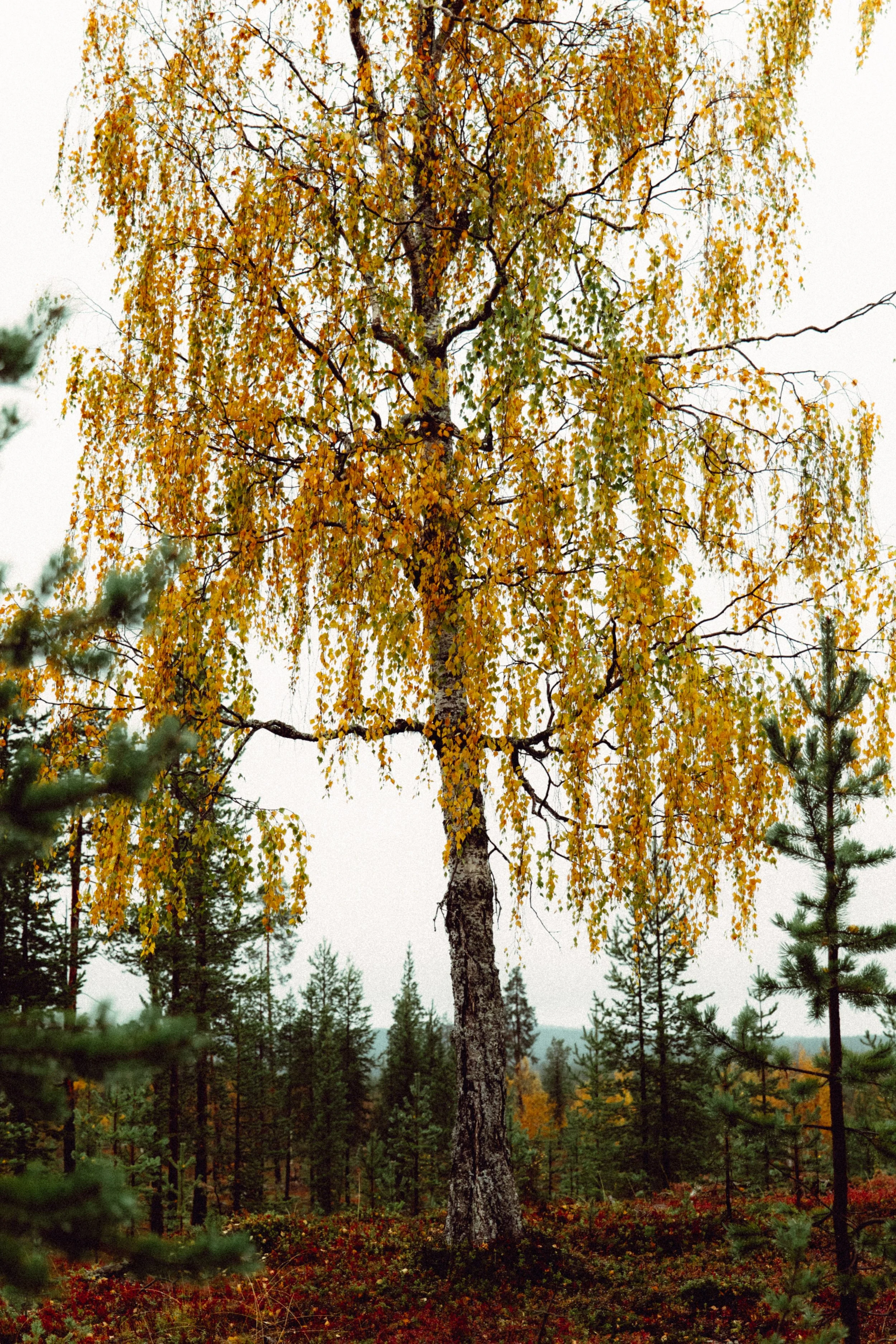 FINLAND_part 2-25-2.jpg
