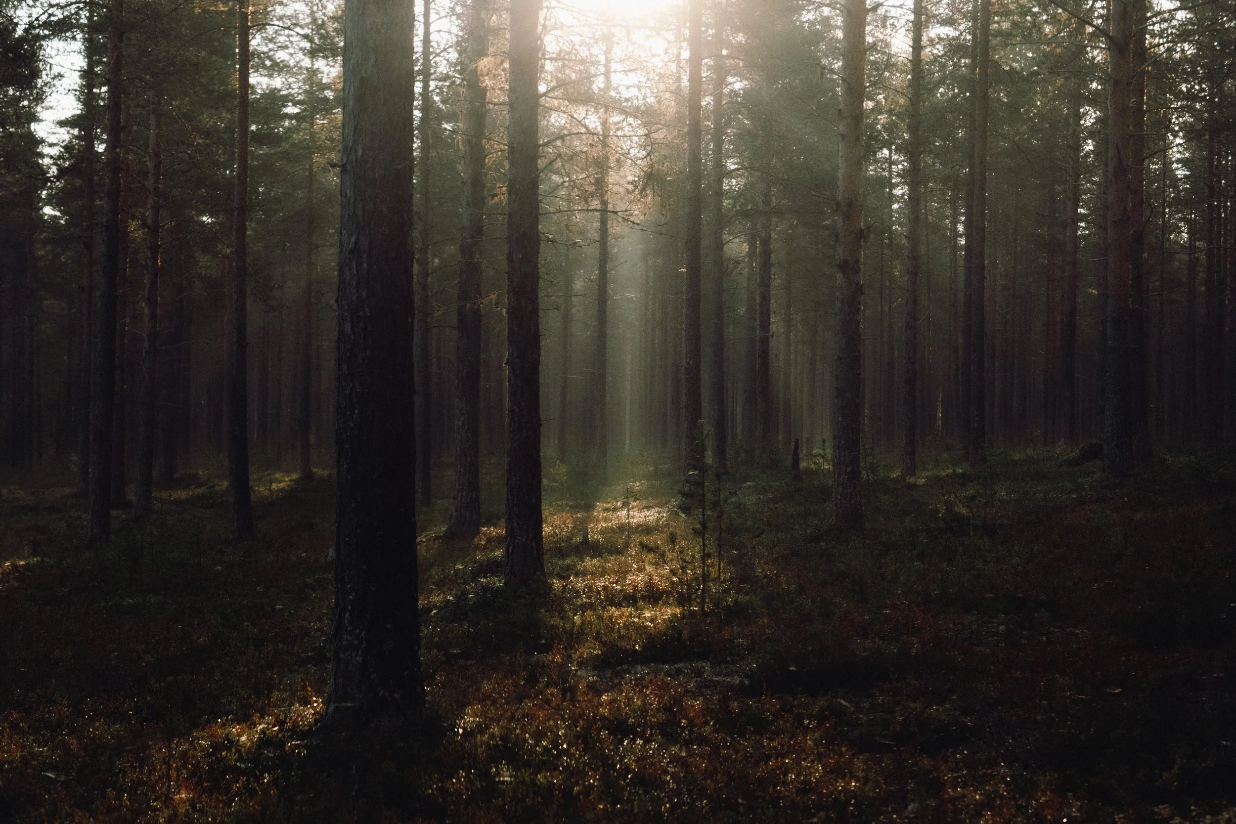 finnish-summer-162.jpg