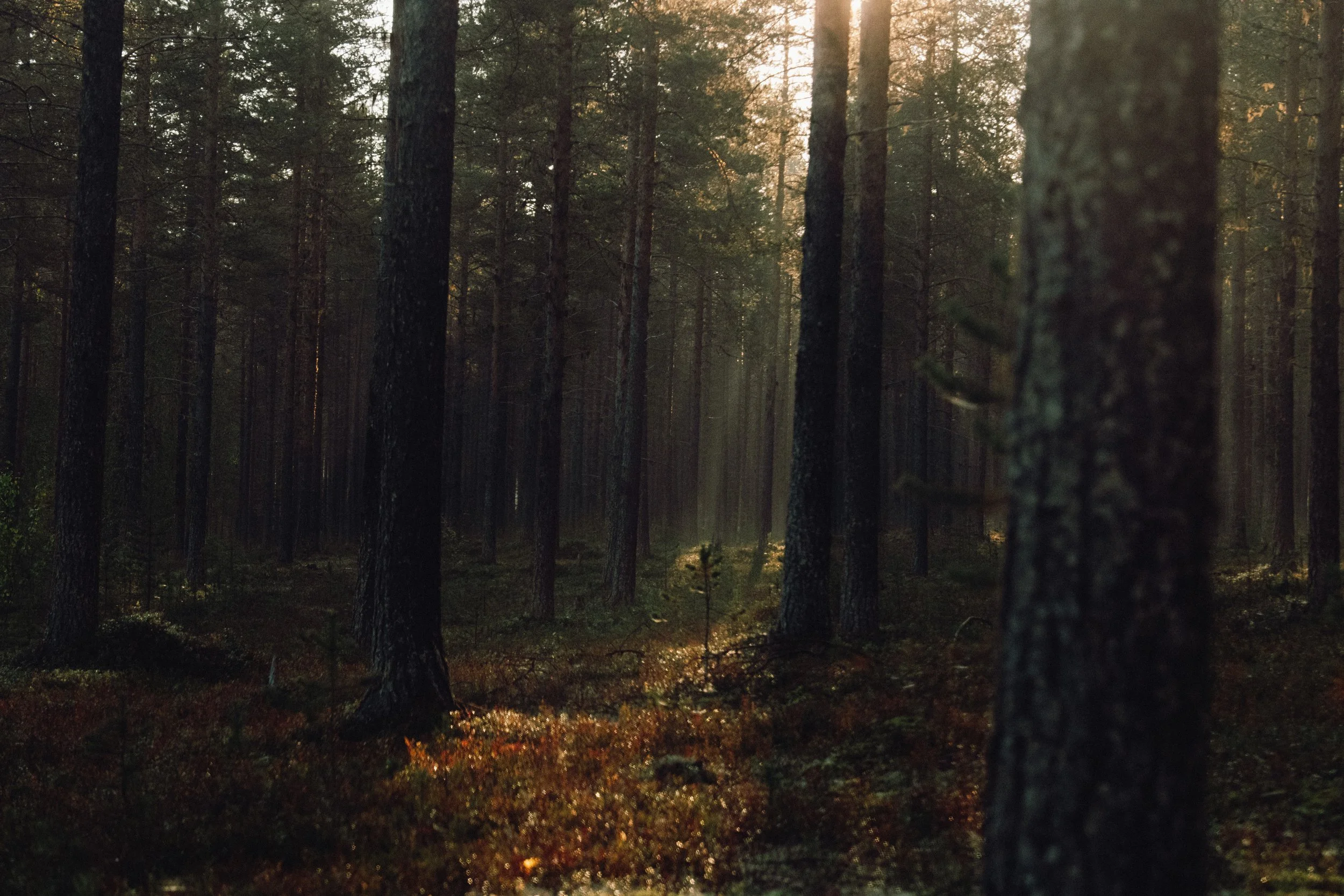finnish-summer-145.jpg