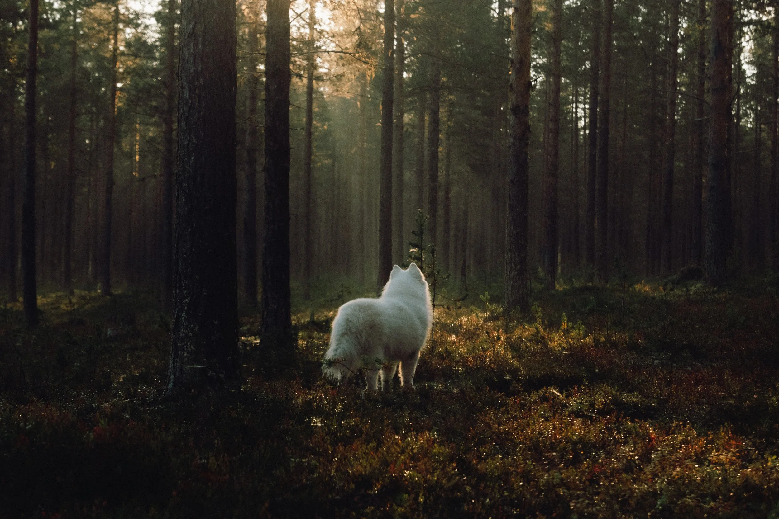 finnish-summer-148.jpg