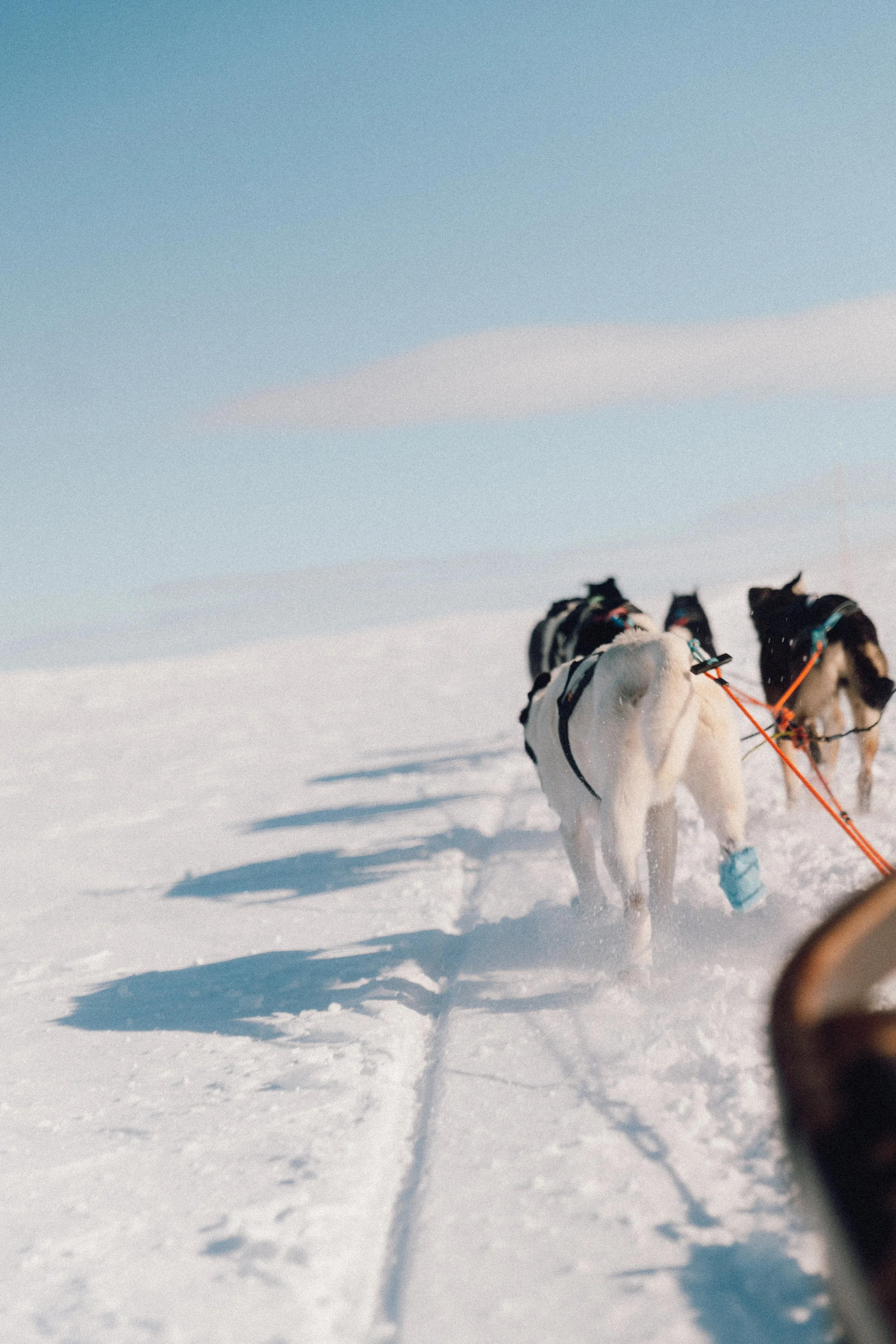levajok_sunnymountains-273.JPG