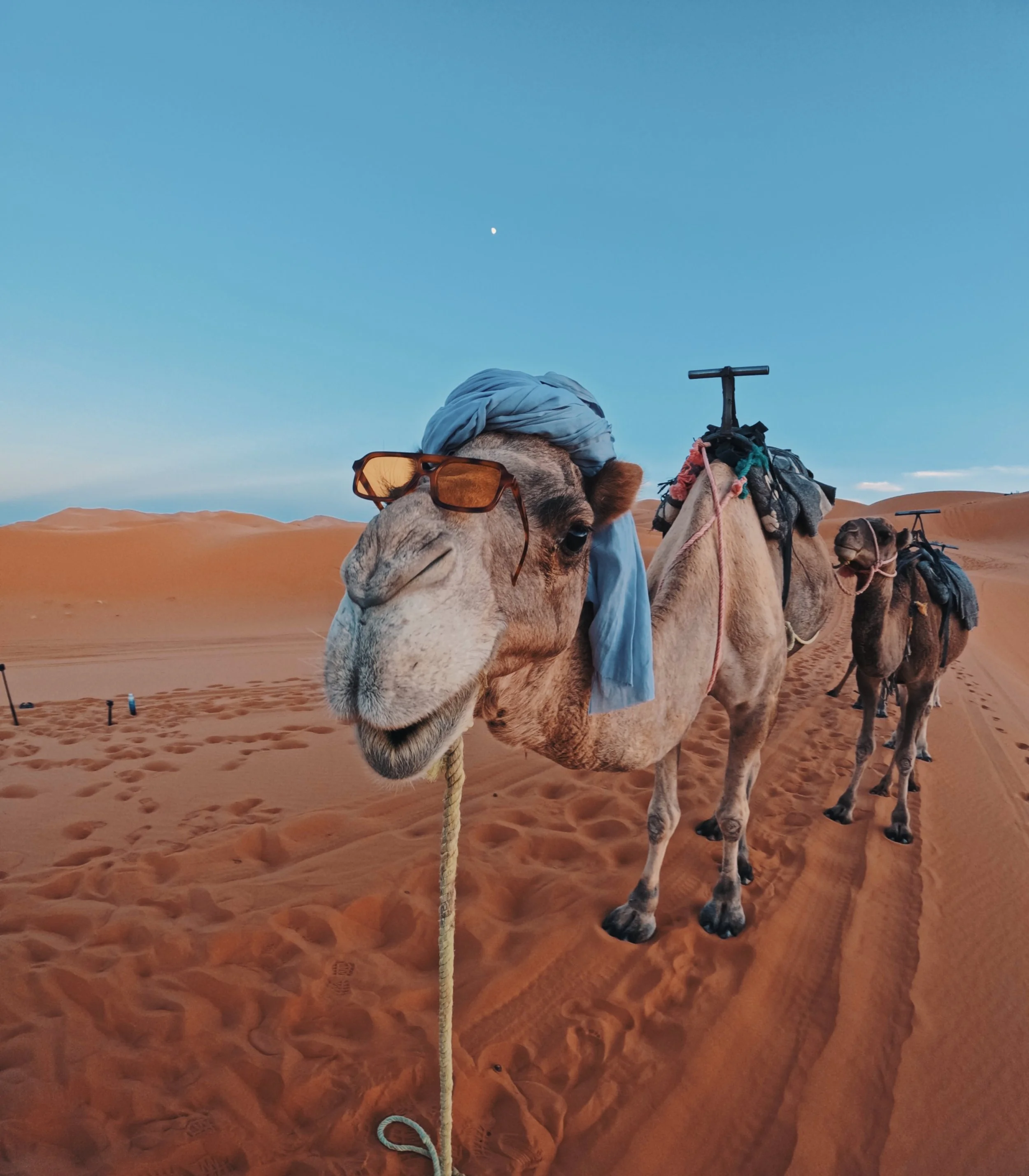 Three camels walking in the desert, with one camel in the foreground wearing sunglasses and a blue headscarf. The desert has orange sand dunes under a clear blue sky.