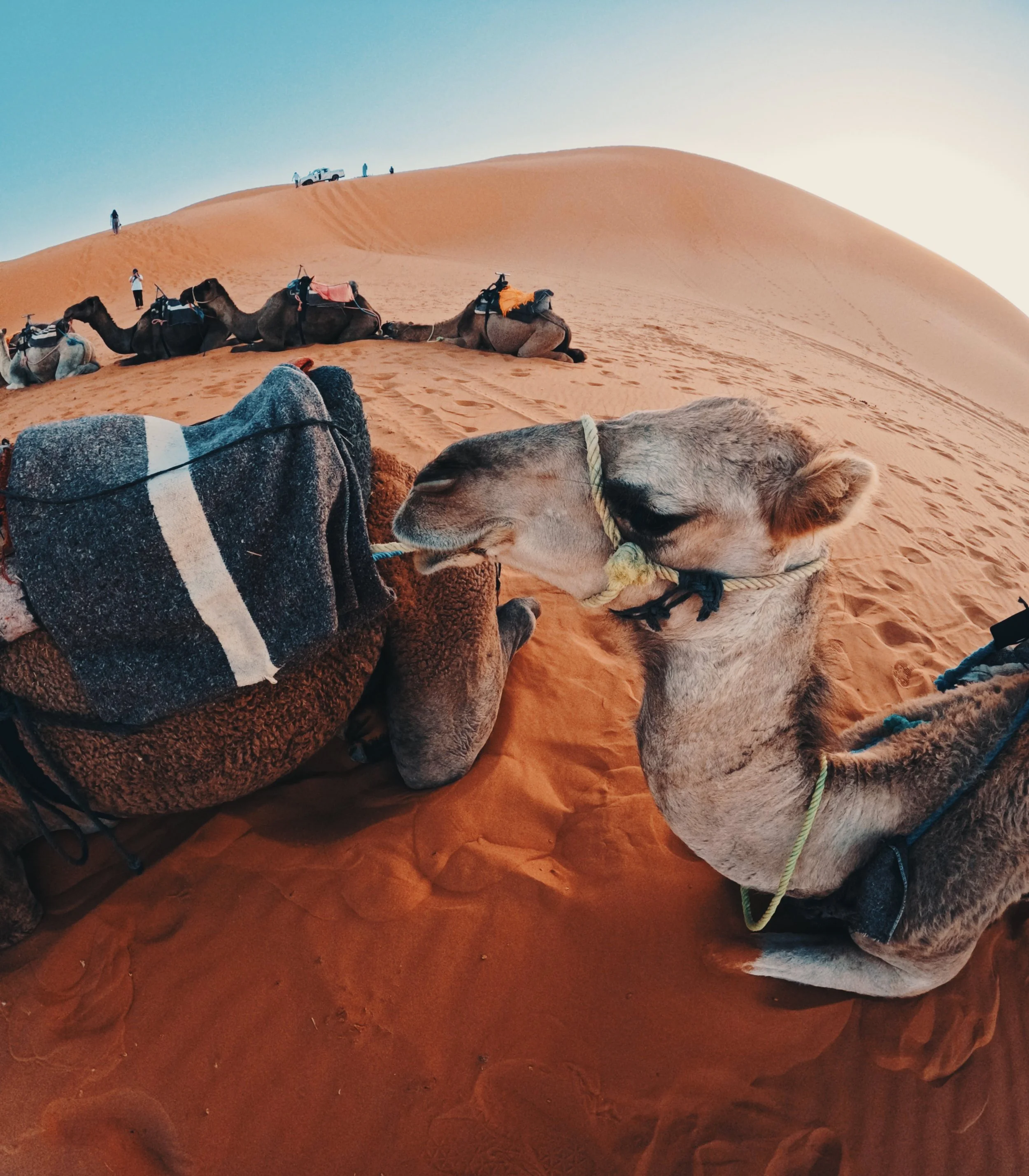 Camel resting on sand dune in desert with multiple camels and people in background