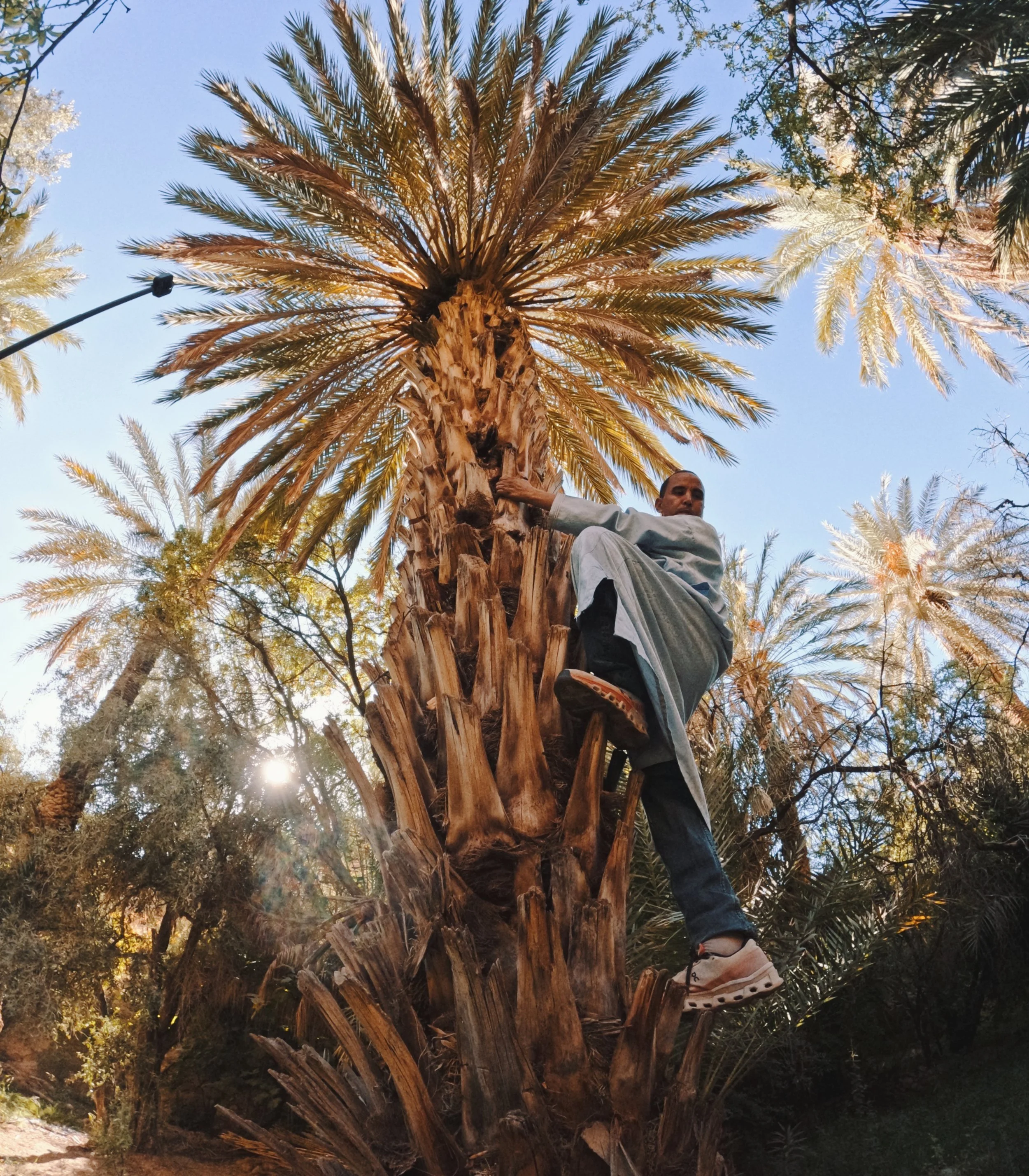 A person climbing a tall palm tree in a park or garden during daytime, with a blue sky and other trees in the background.